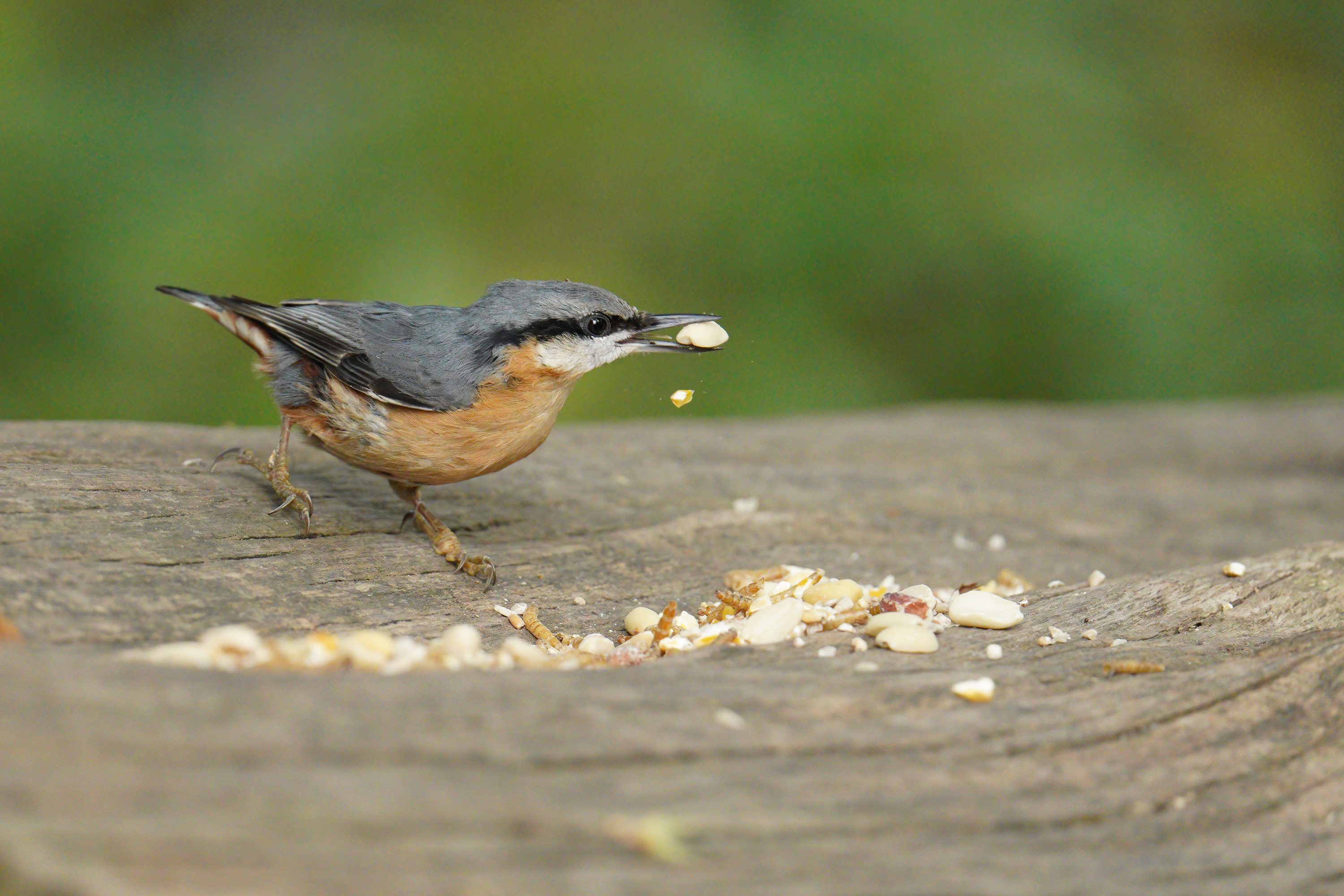 A Little Nuthatch