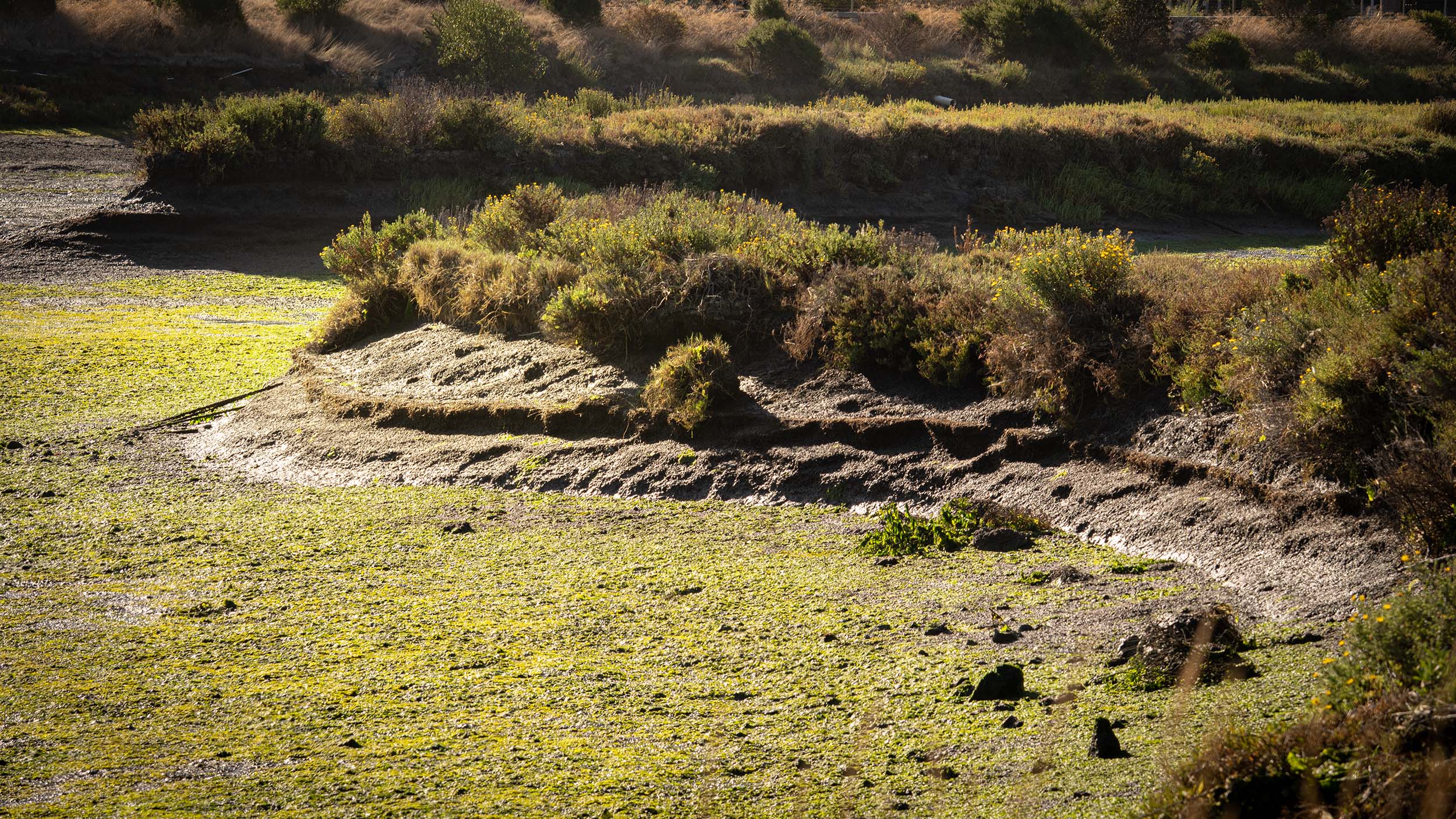 A Muddy Marsh