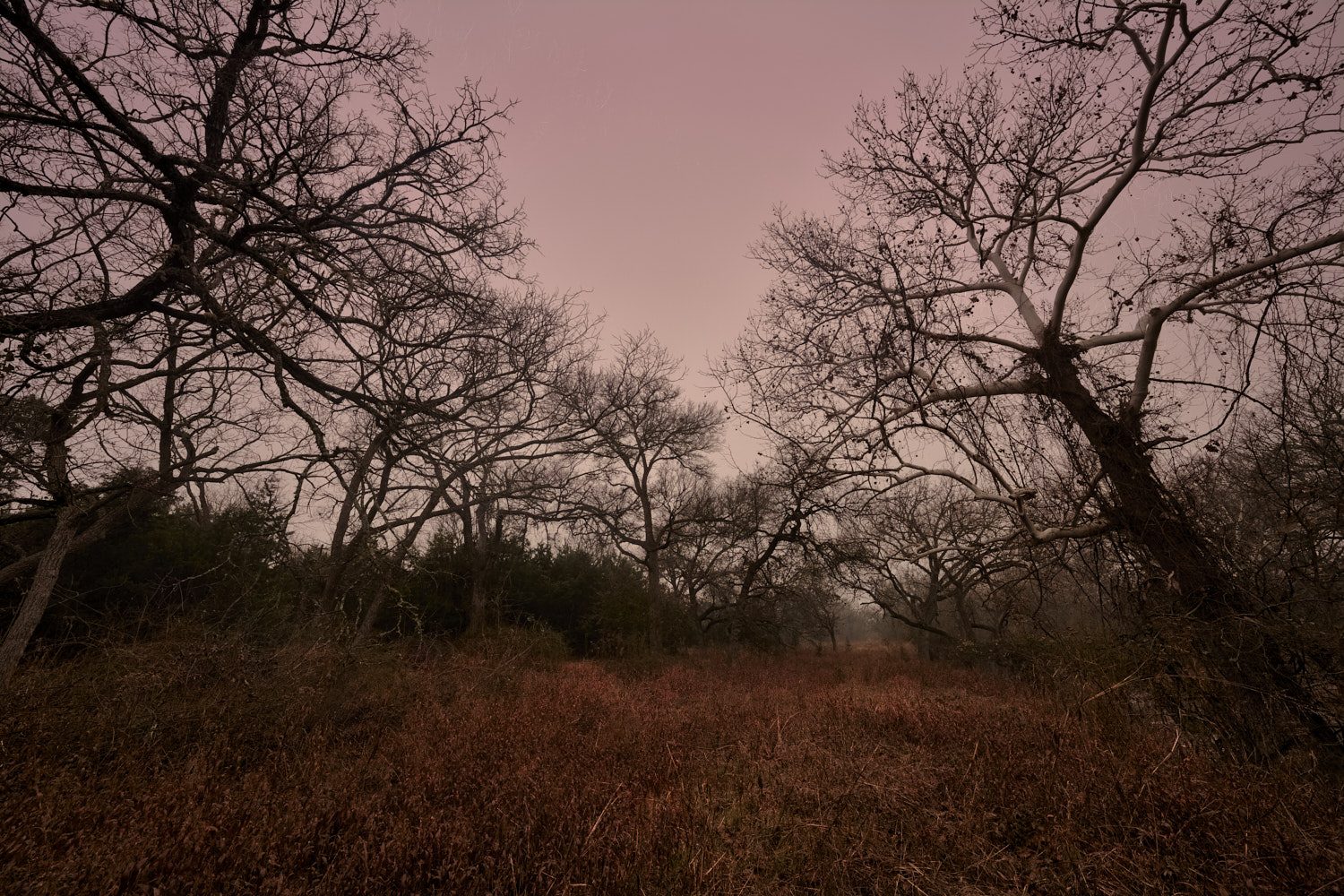 A pathway into the woods