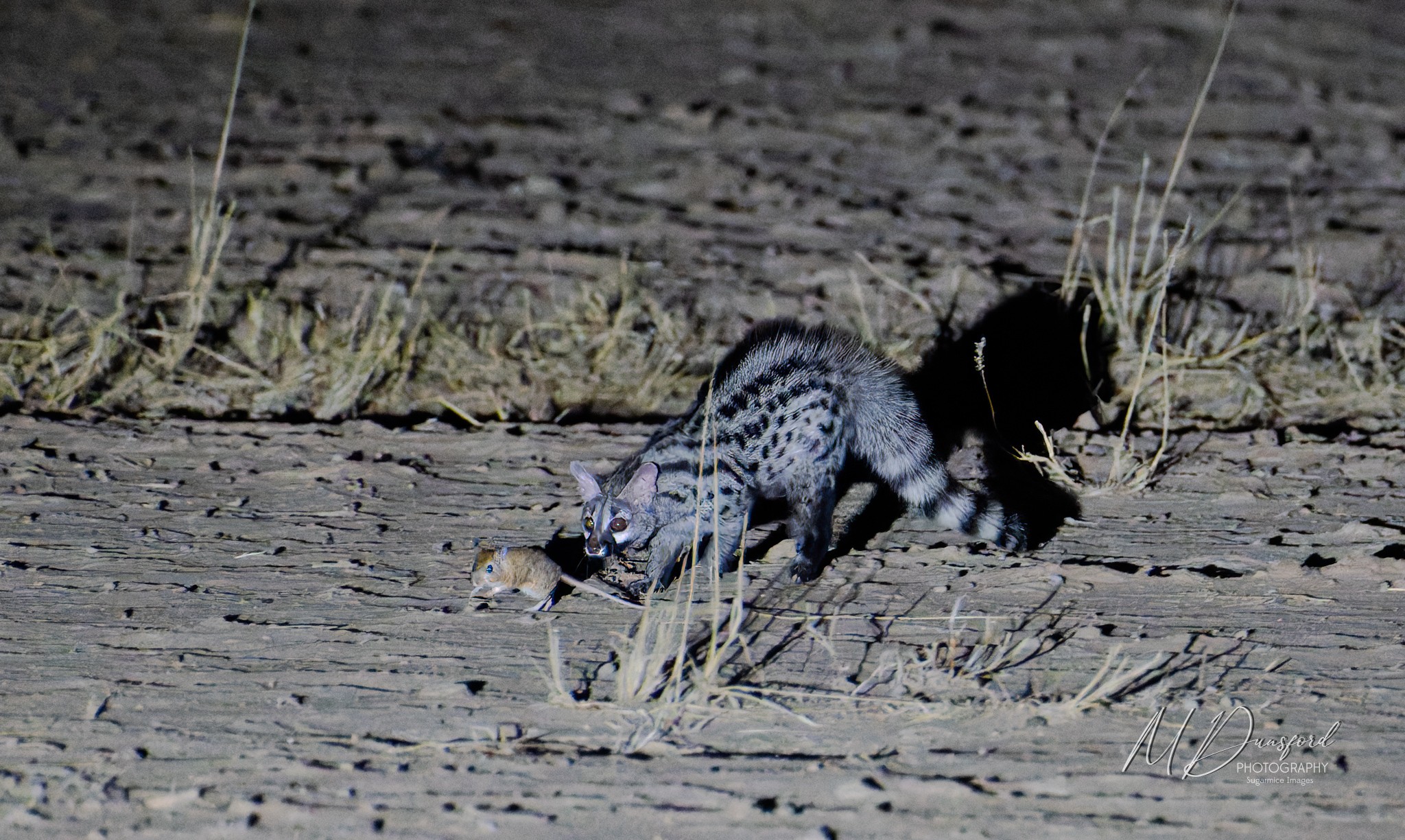 A1A01567-20251012-DxO_DeepPRIME XD2s-Edit-Edit20251012fbWM.jpg