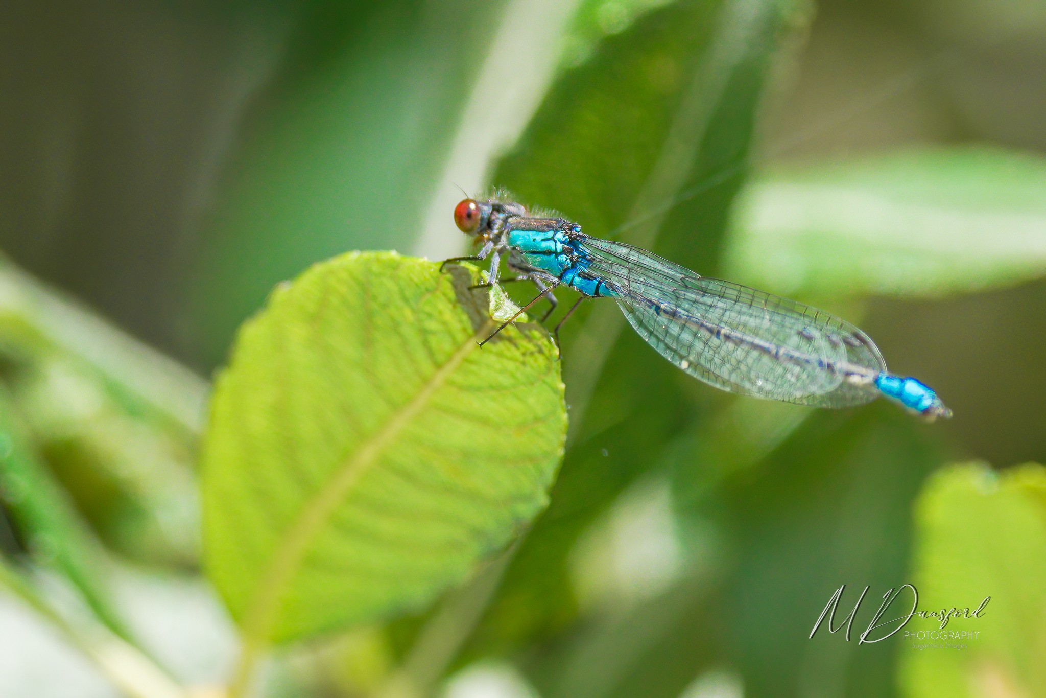A1A06781-Edit fbWM.JPG