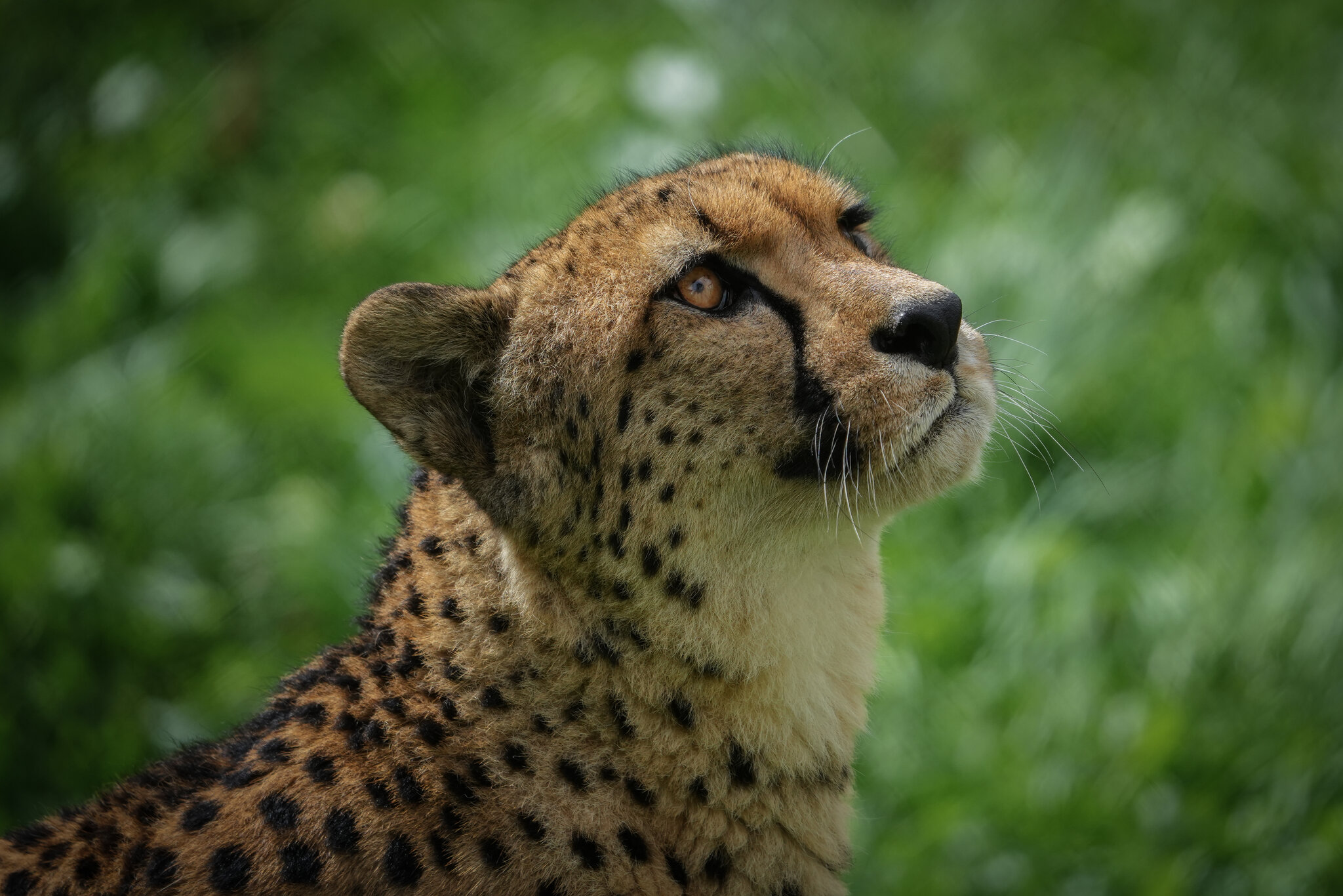 A7403308-2.jpg
