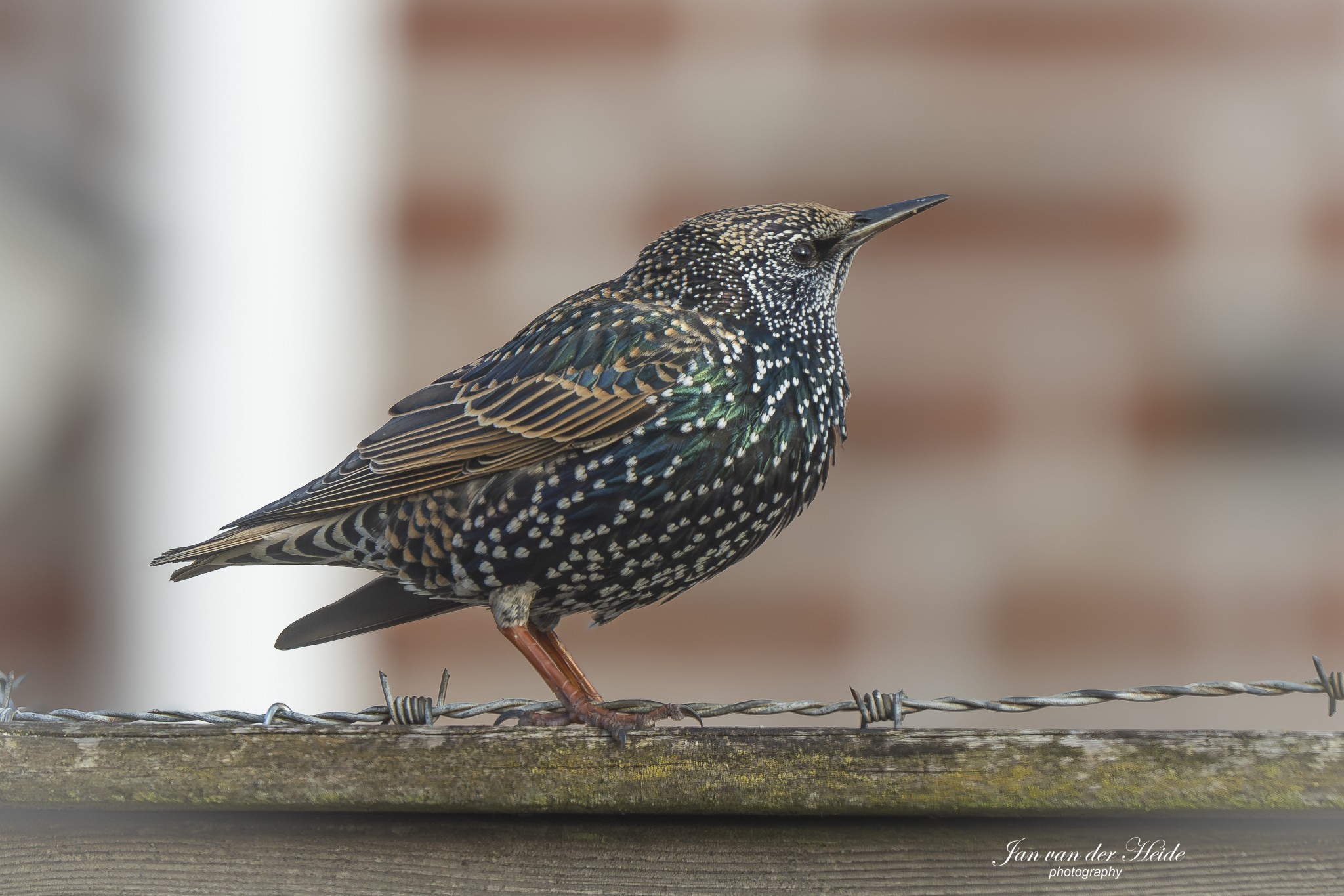 A7404748-Verbeterd-NR.jpg