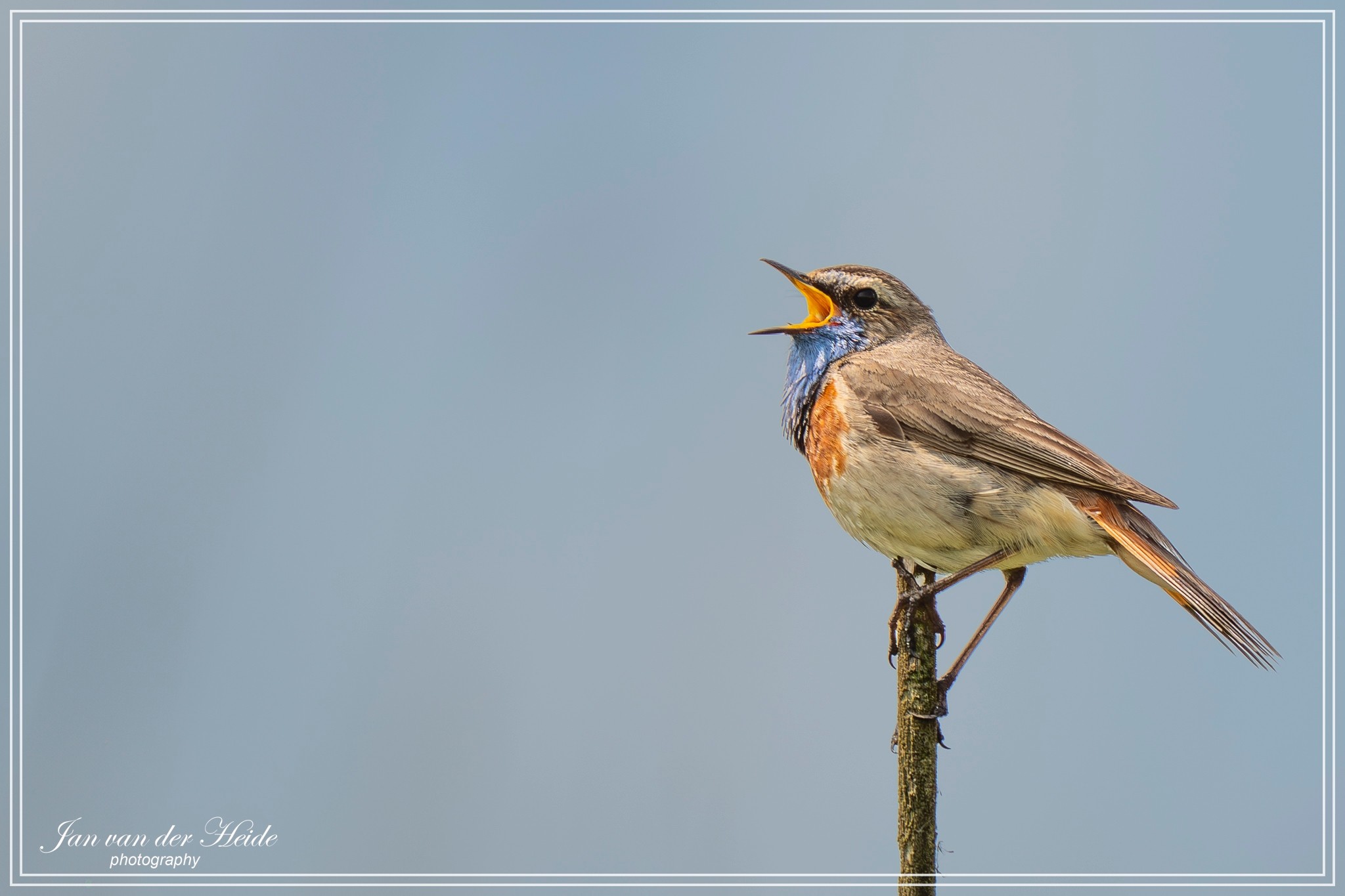 A7405053-Verbeterd-NR.jpg