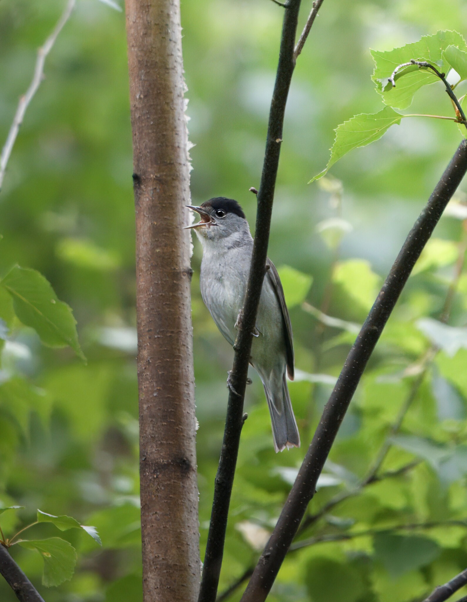 A7408269-topaz-denoiseraw.jpg