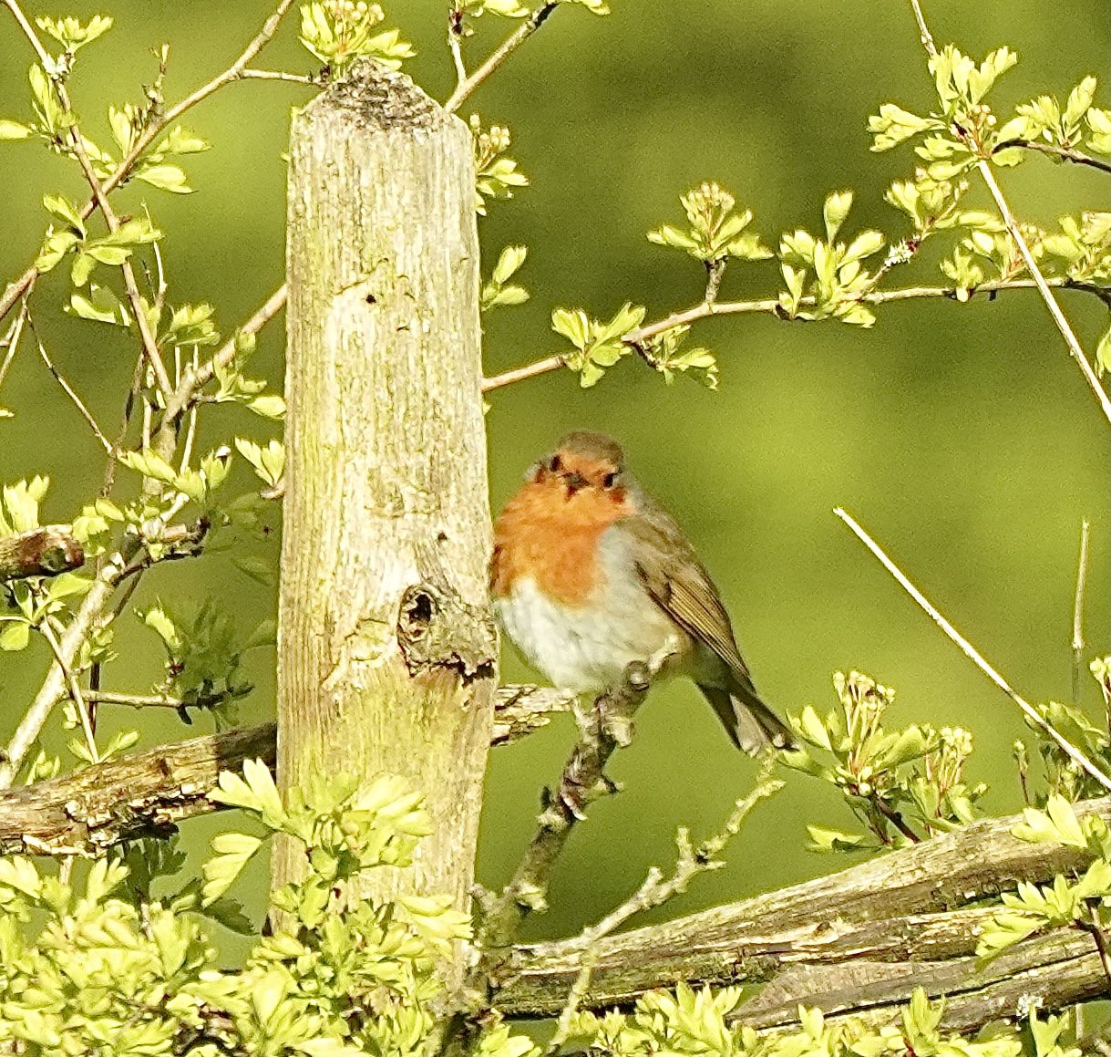 A7R4 with 100-400GM 400mm f4.5 1000th 400mm 100metres away cropped