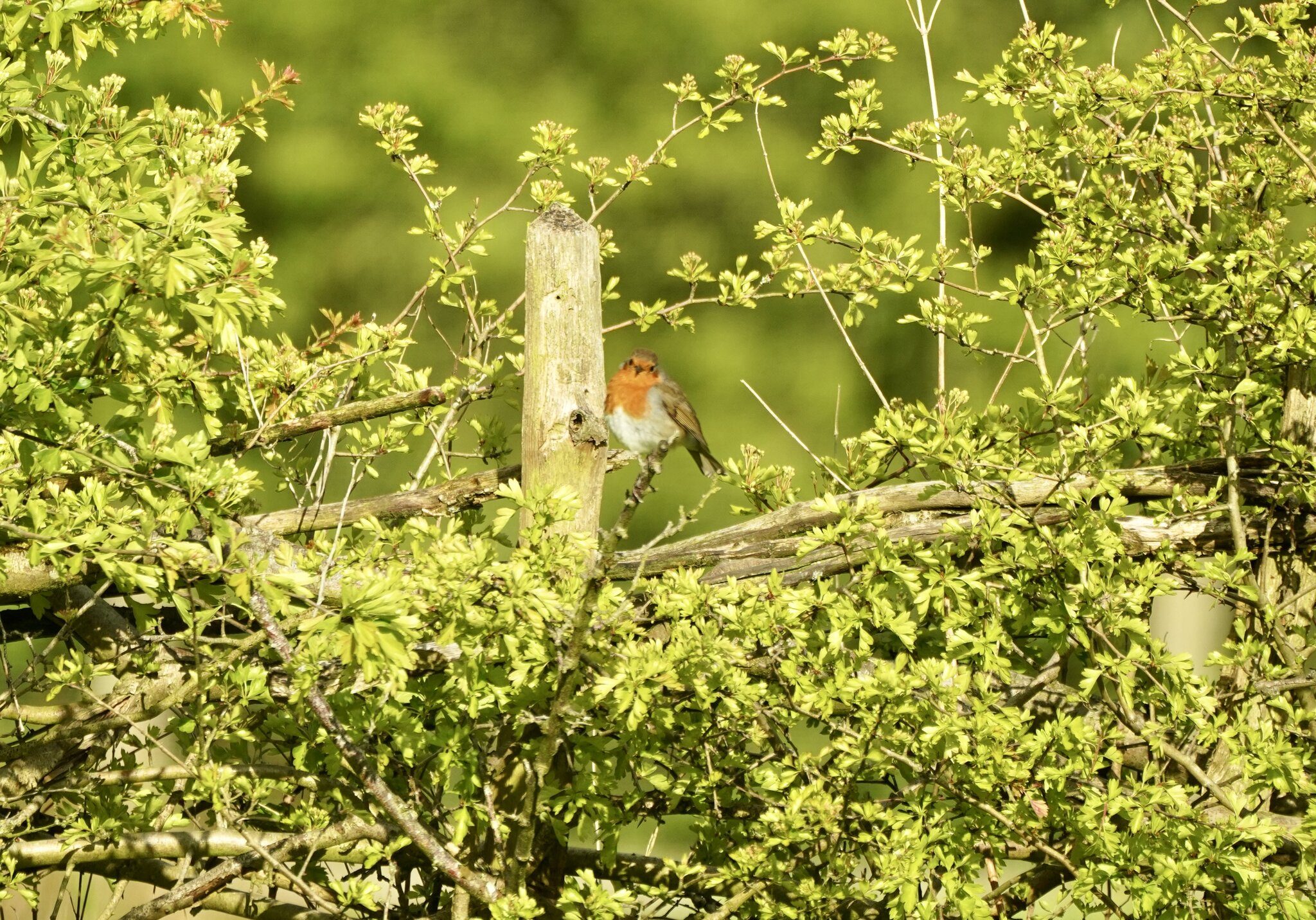 A7R4 with 100-400gm f4.5 1000th 400mm 100metres away cropped