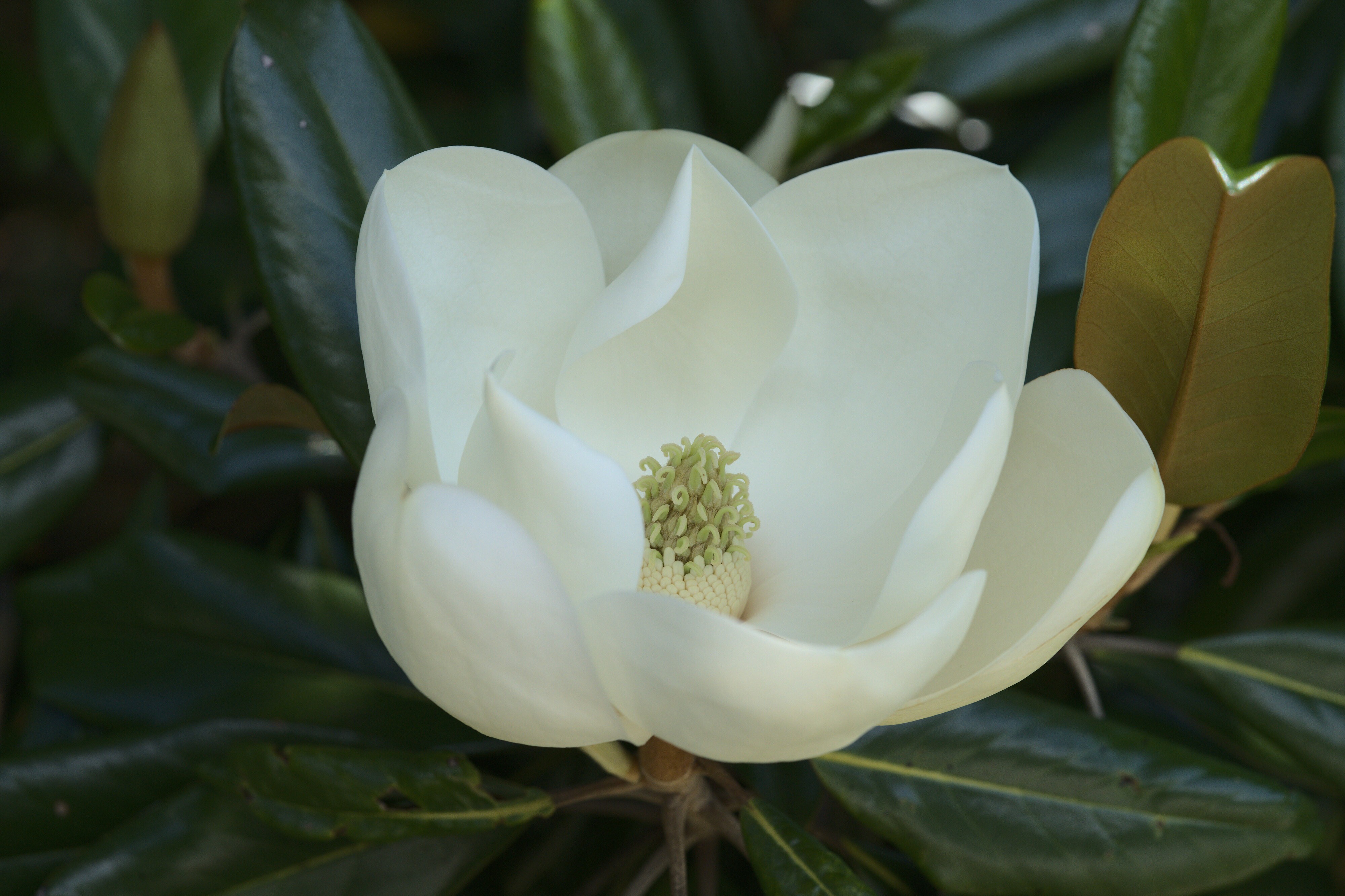 A7RIV_Magnolia Flower In Bloom-01786.jpg