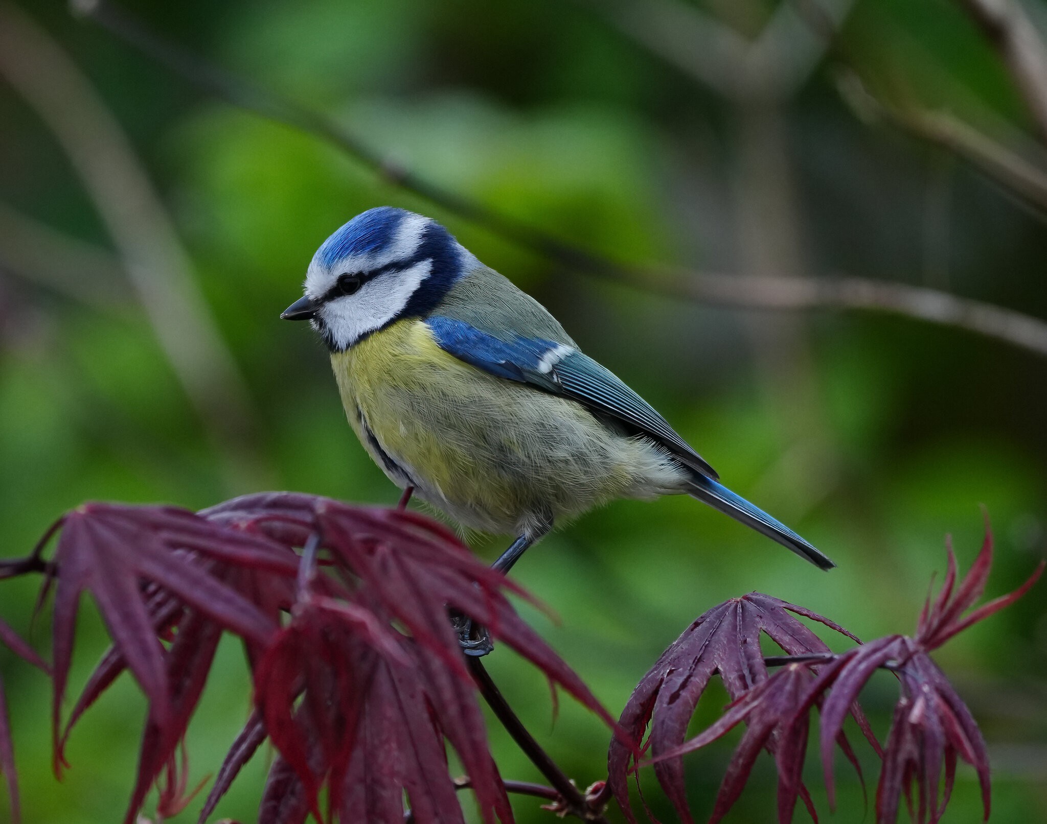 A7RV bluetit.jpg