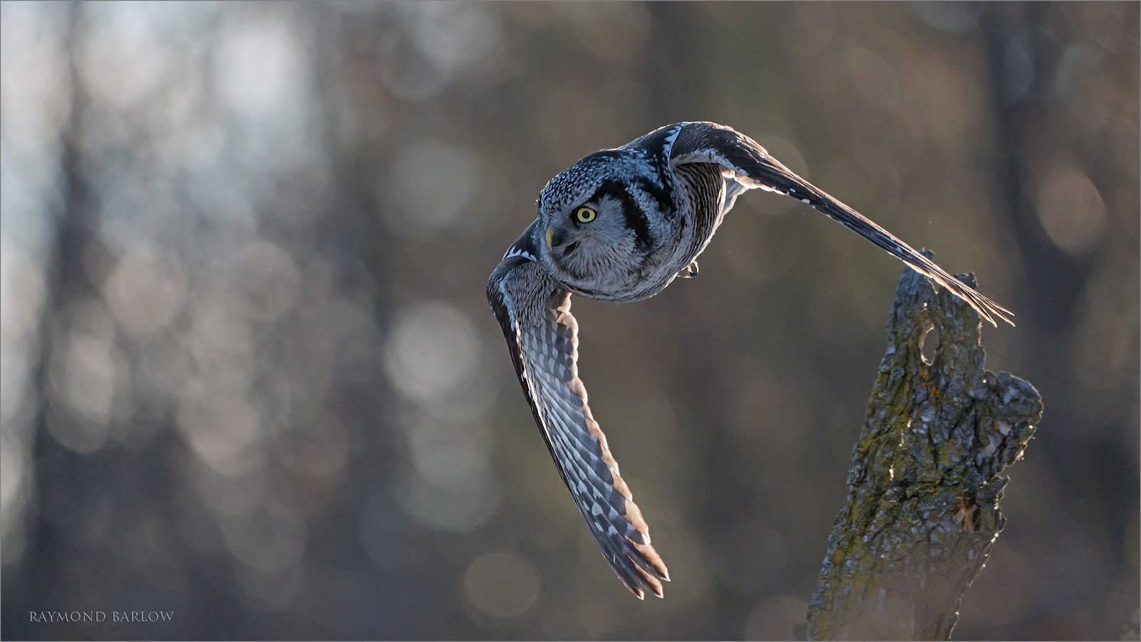 A9_03001 Northern Hawk owl in Flight 1600 share   .jpg