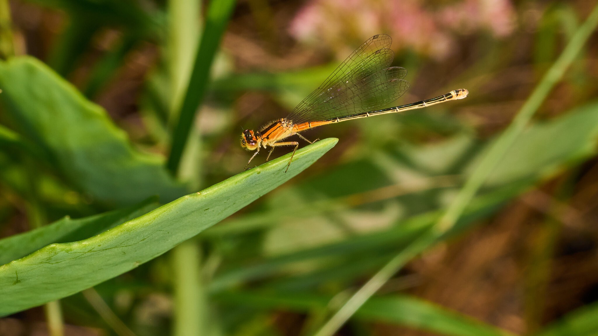 AA_01757.jpg