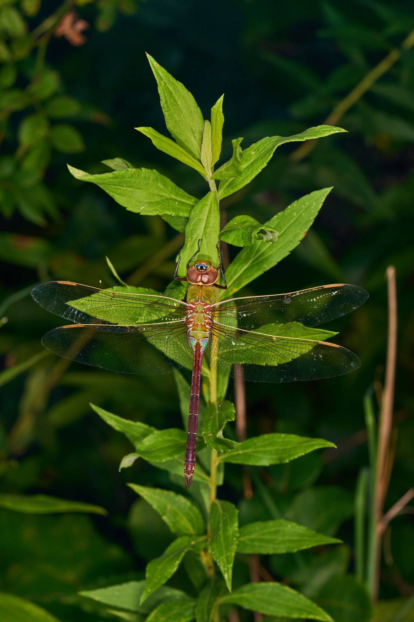 AA_01885.jpg