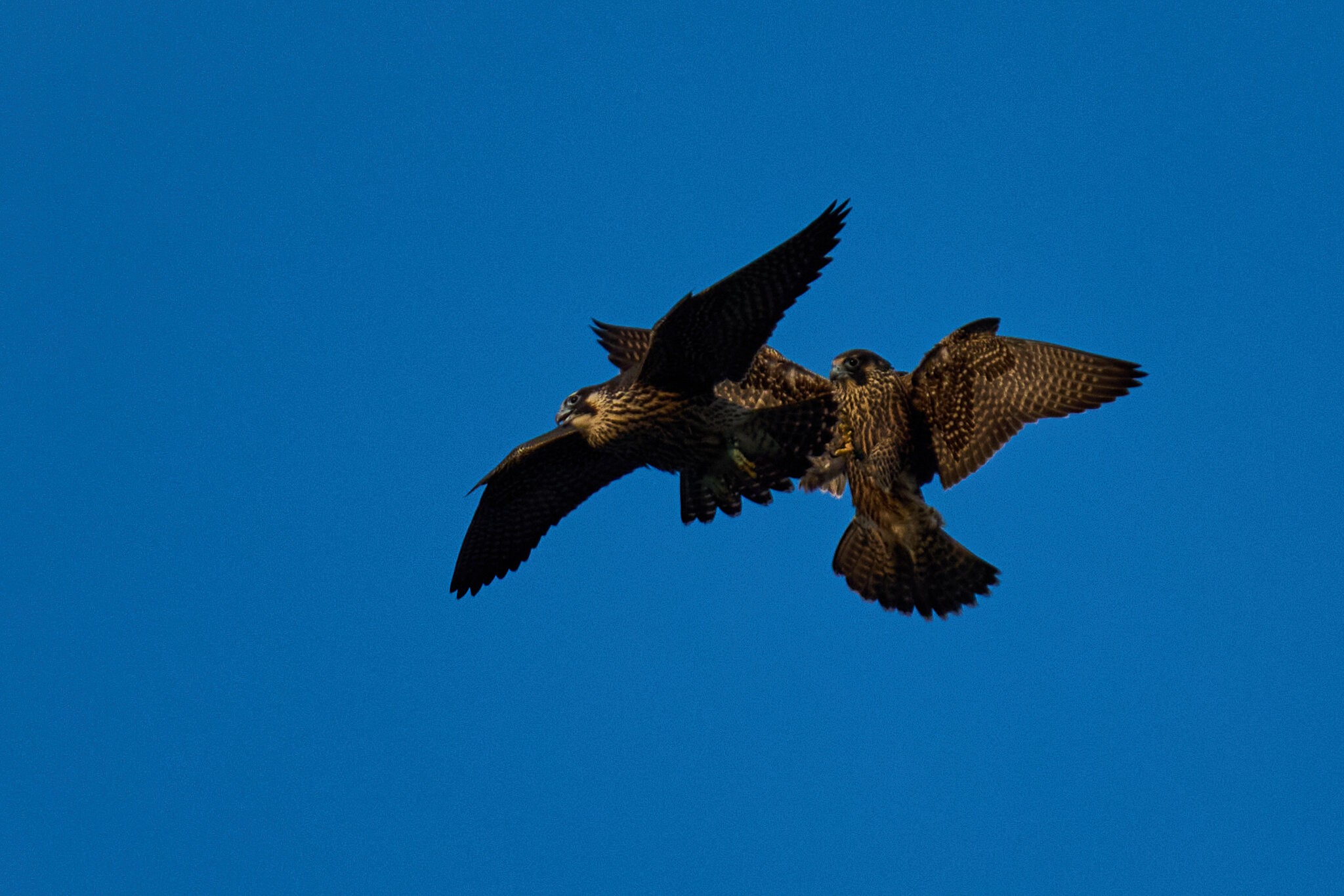 AA_04575.jpg