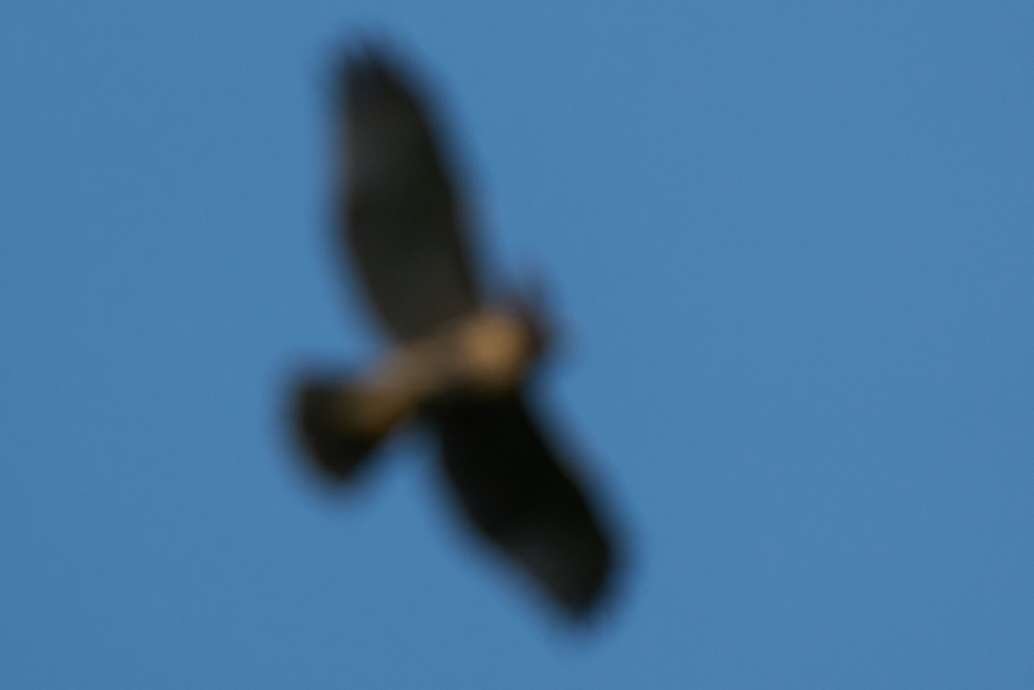 AA_08192.jpg