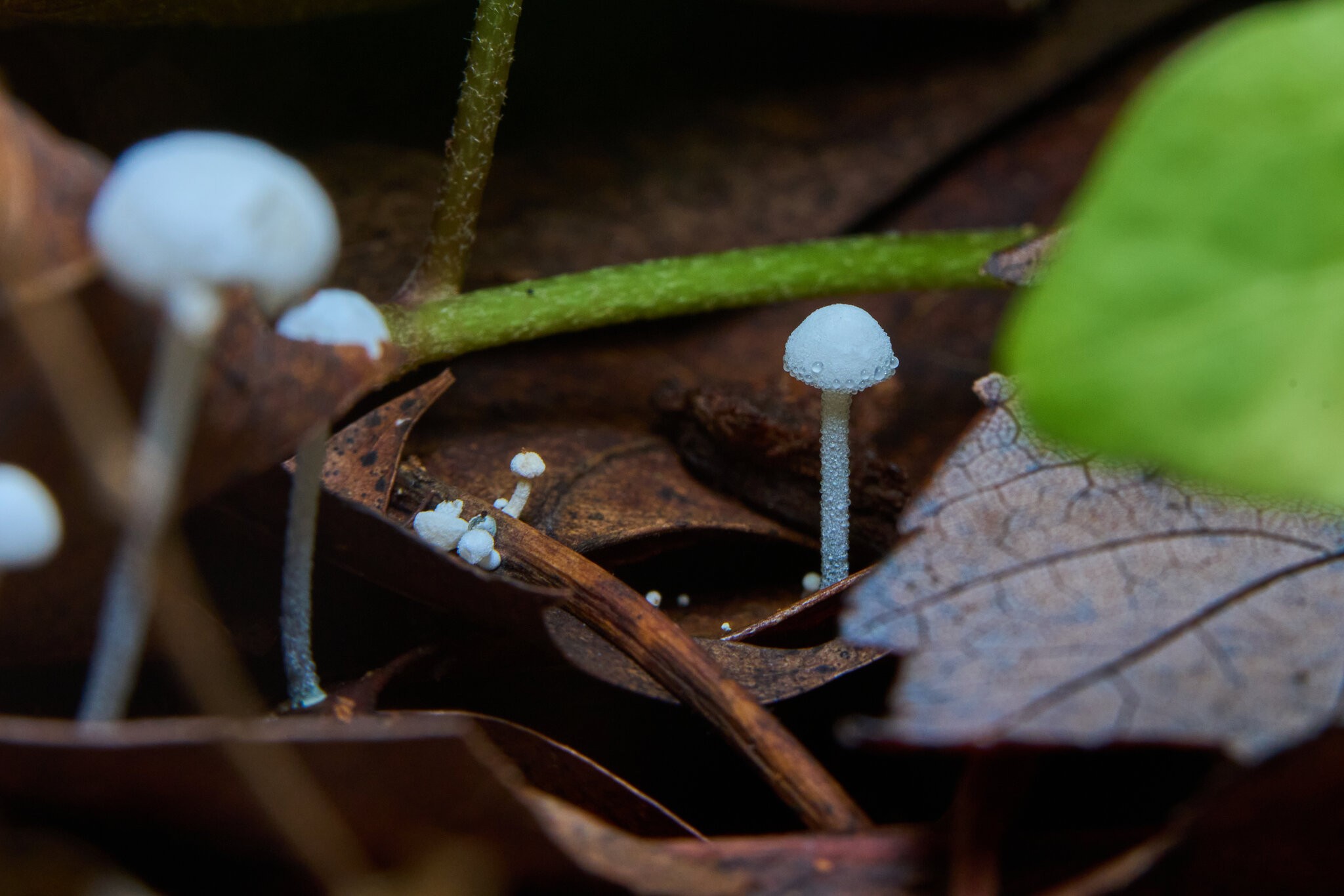 AA_08350.jpg