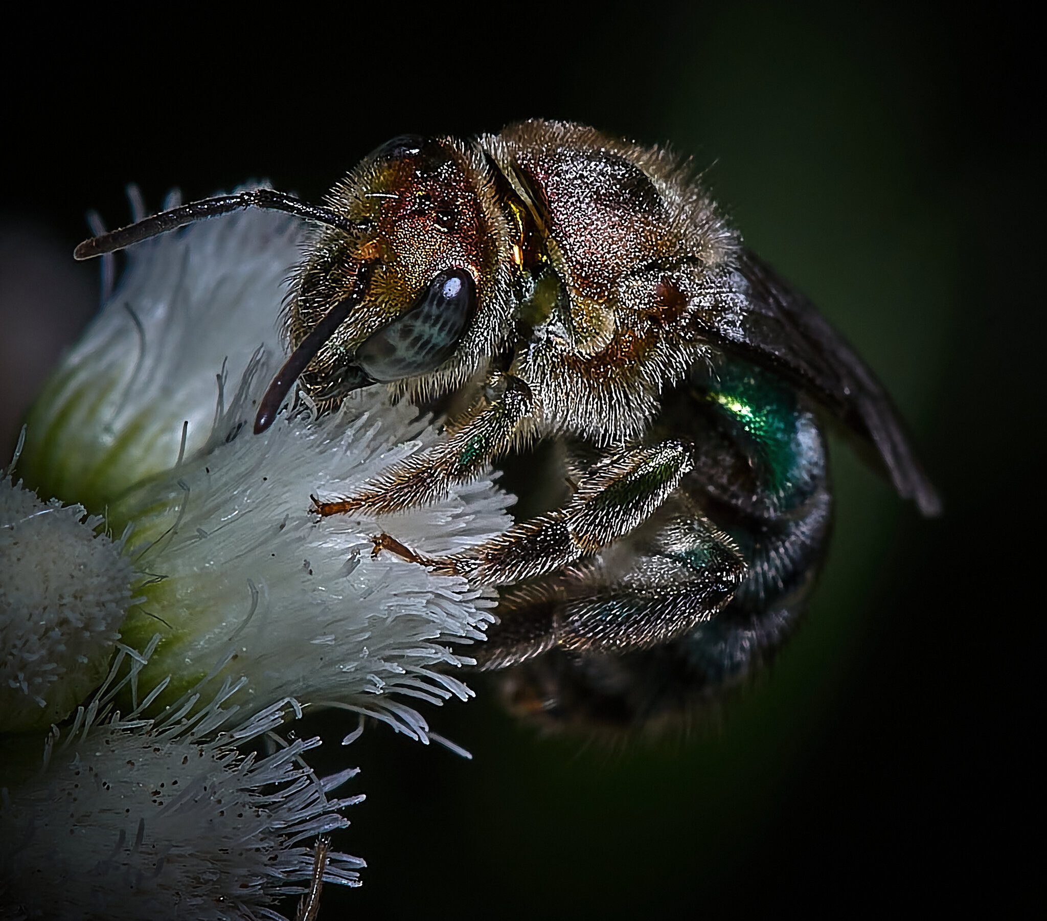 Abeja solitaria