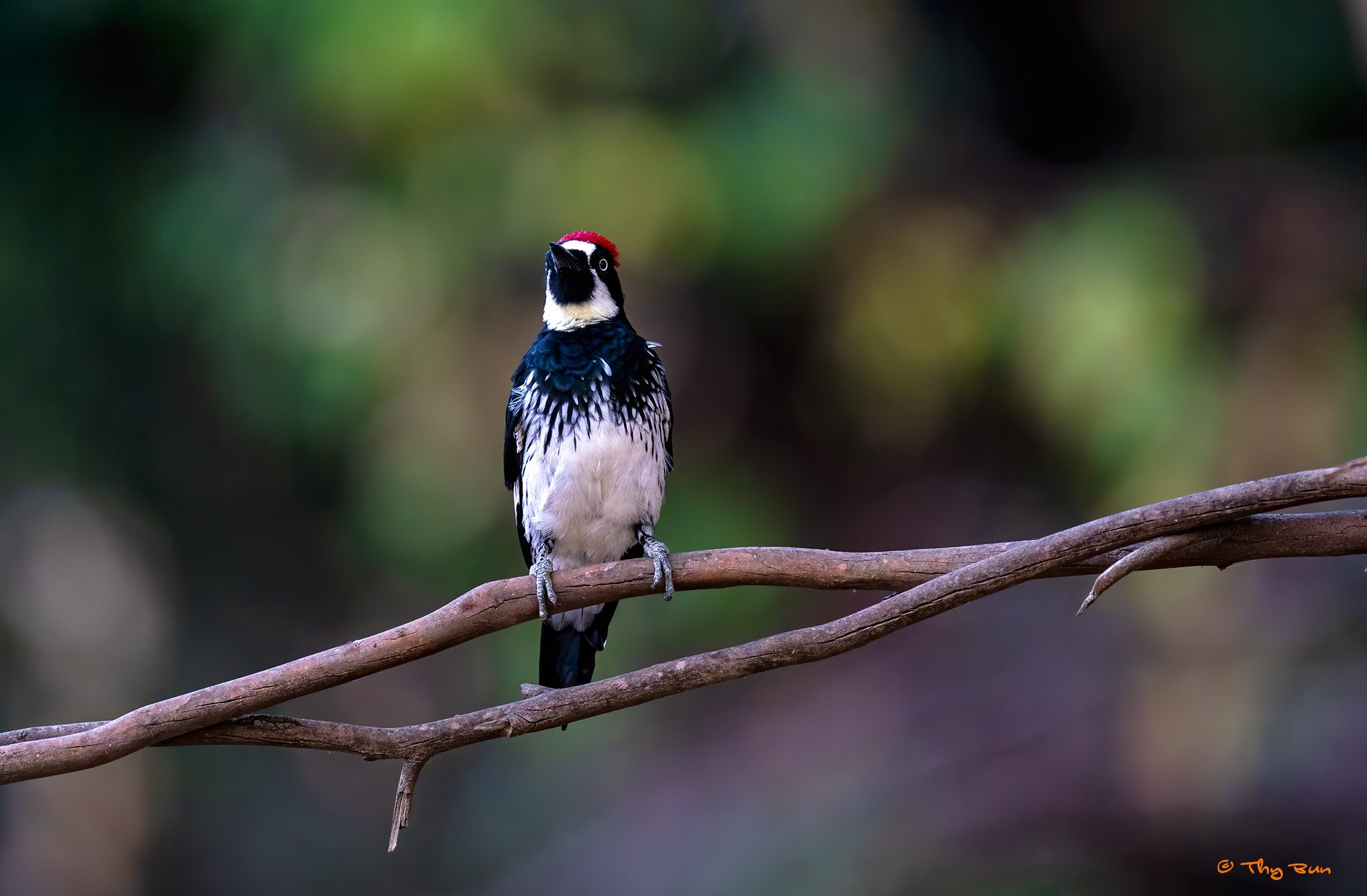 Acorn WoodPecker 01-16s.jpg