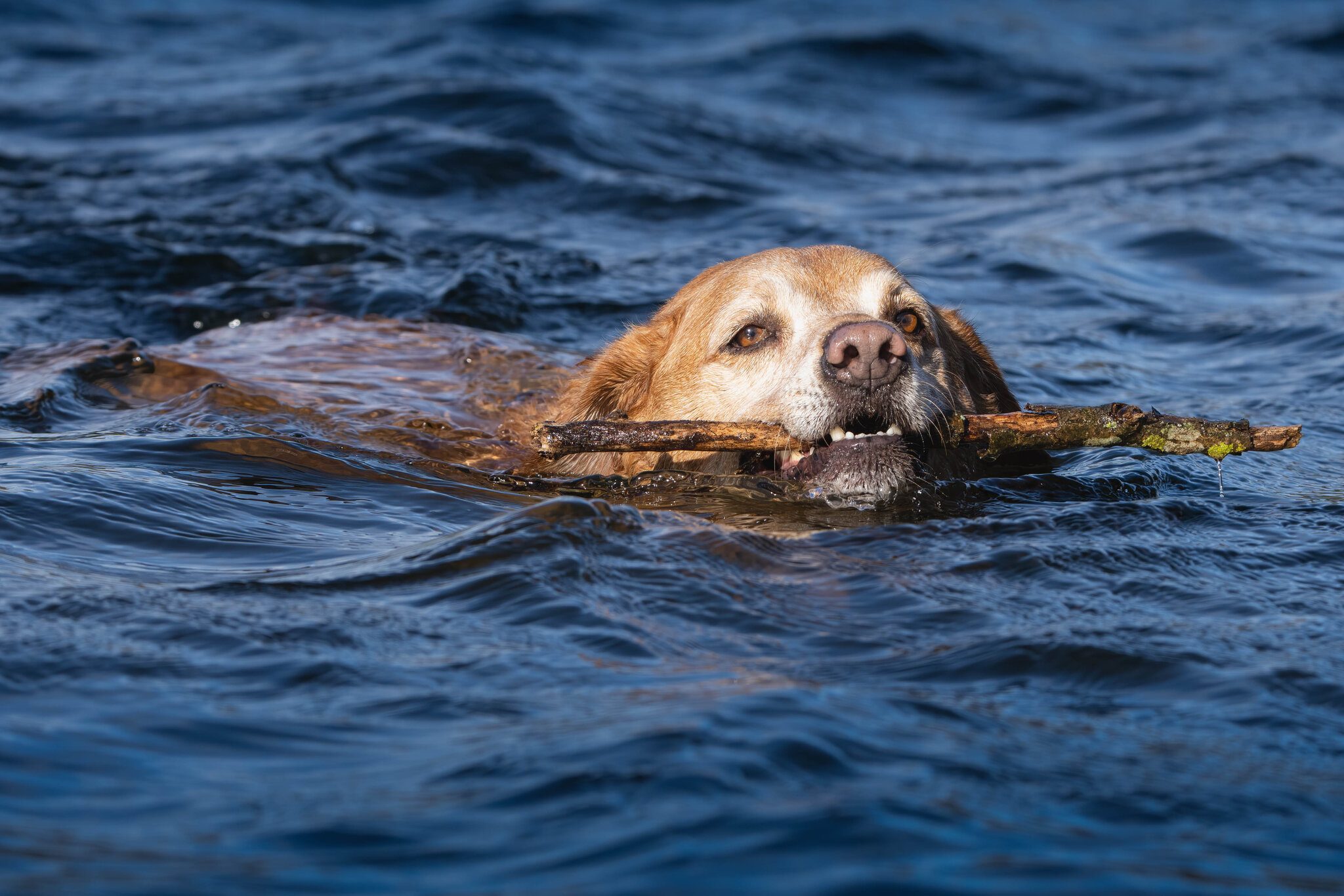 Alfie - Enjoying a swim.jpg