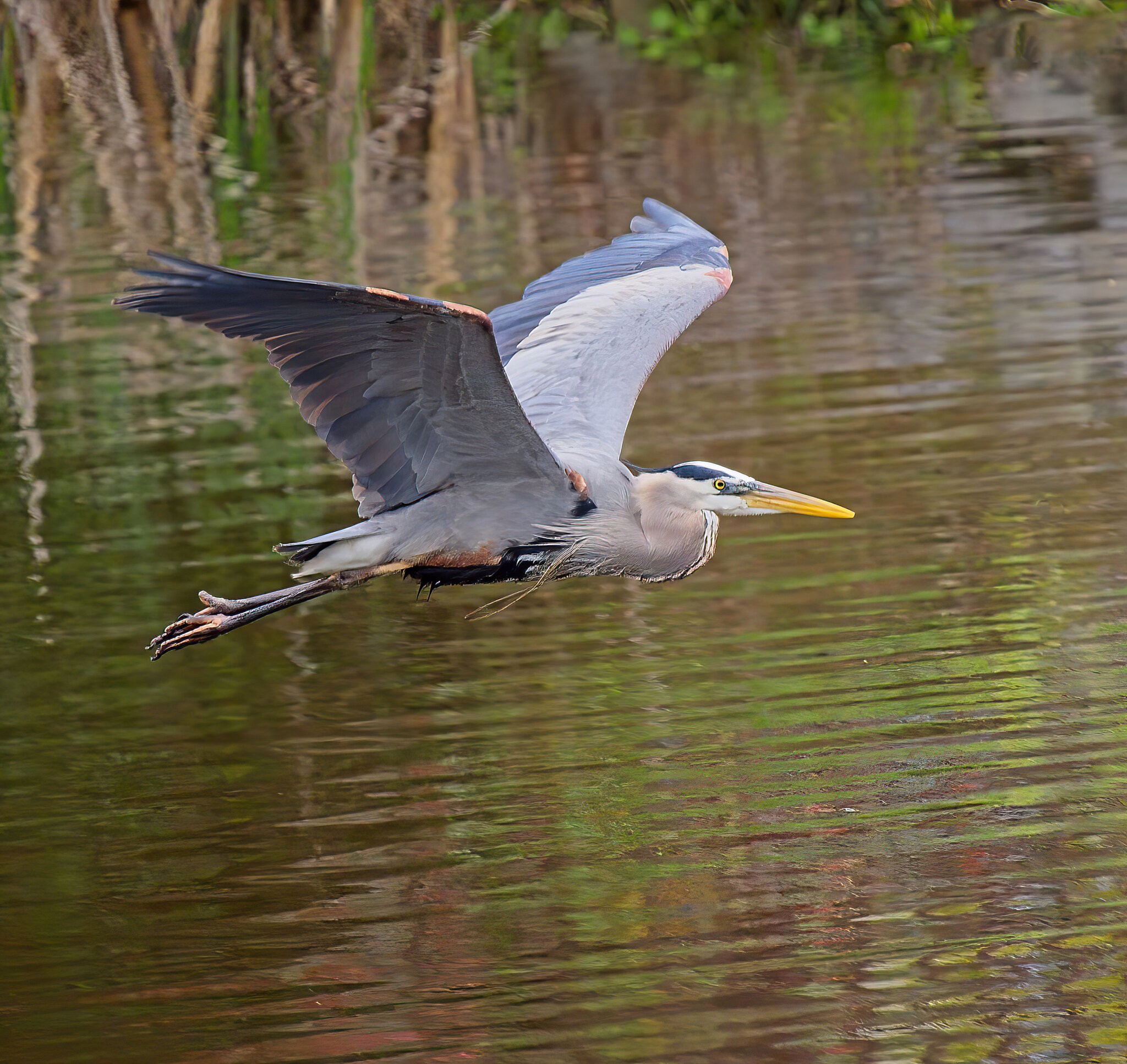 Alfred Flying By on an April Morning.jpg