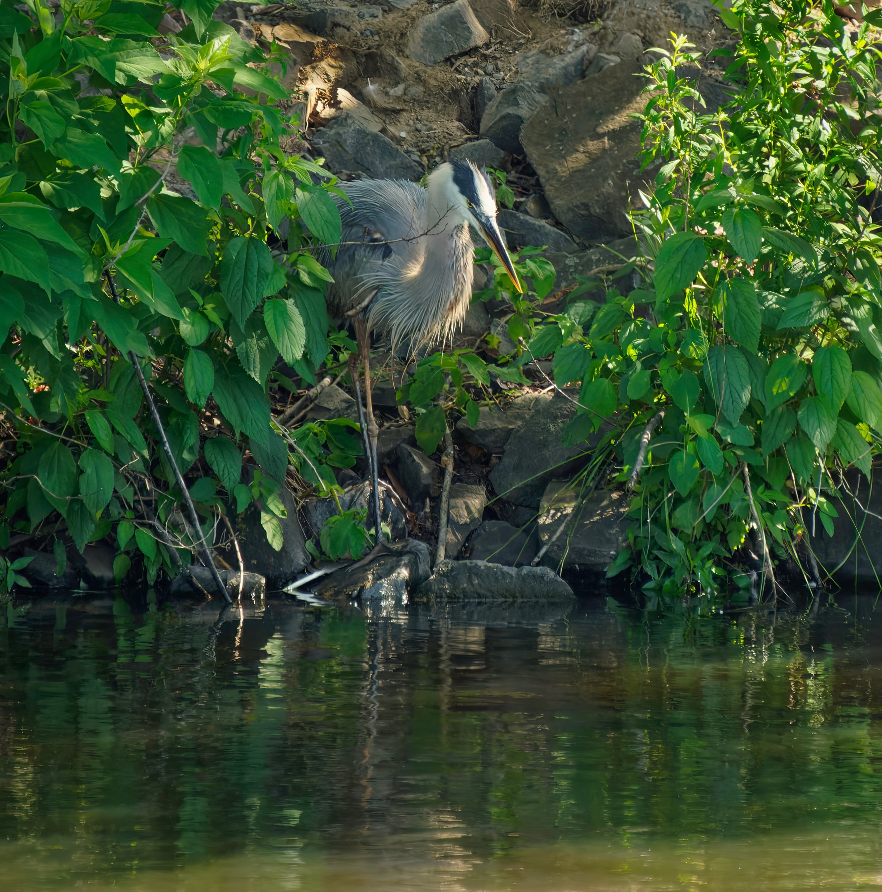 Alfred In a Secluded Spot on a Hot Day.jpeg