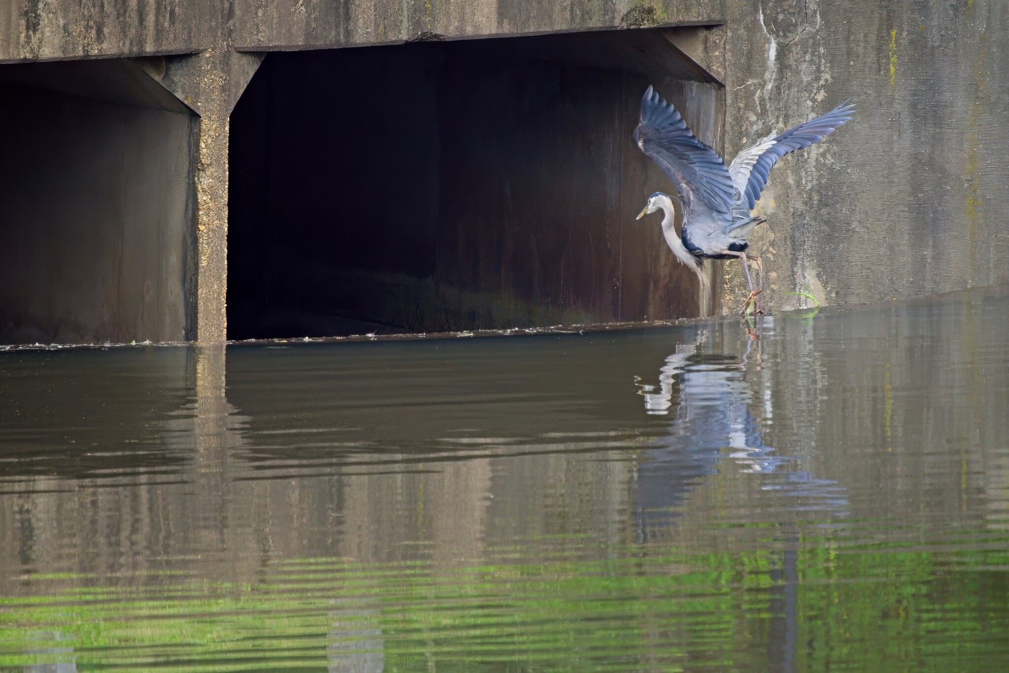 Alfred Ready to Descend into the Culvert.jpeg
