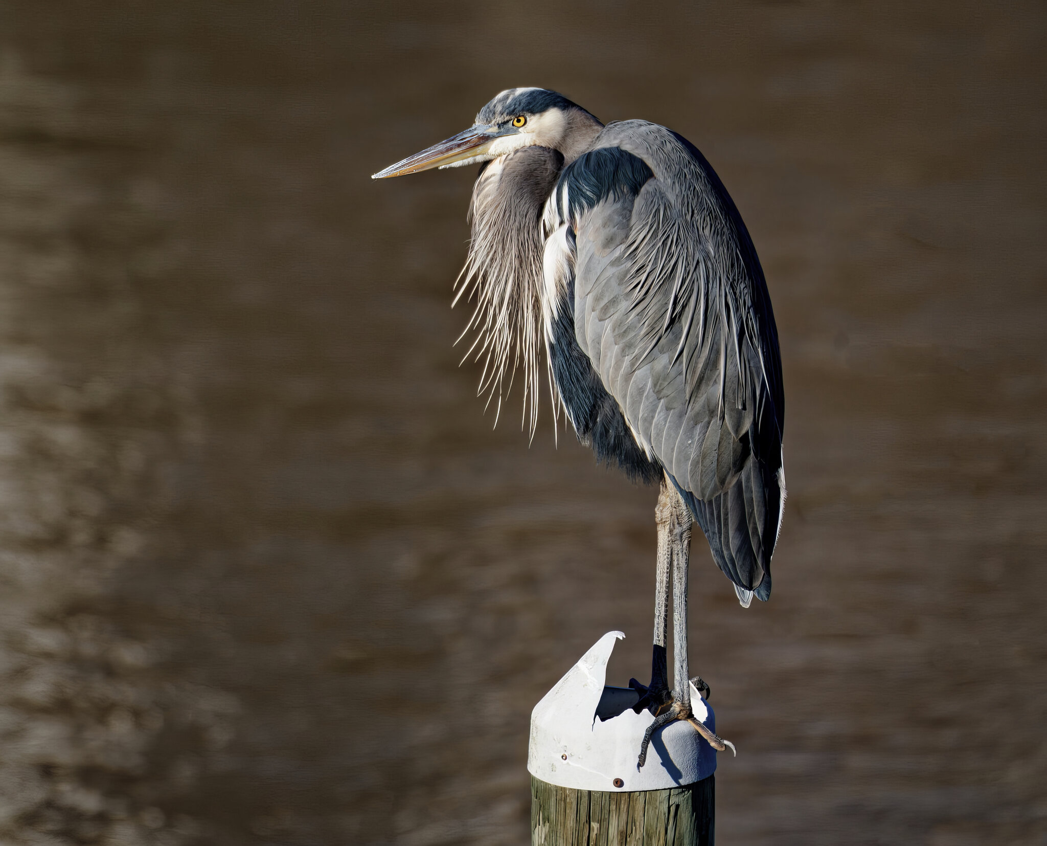 Alfred Standing on a Pier Post.jpeg