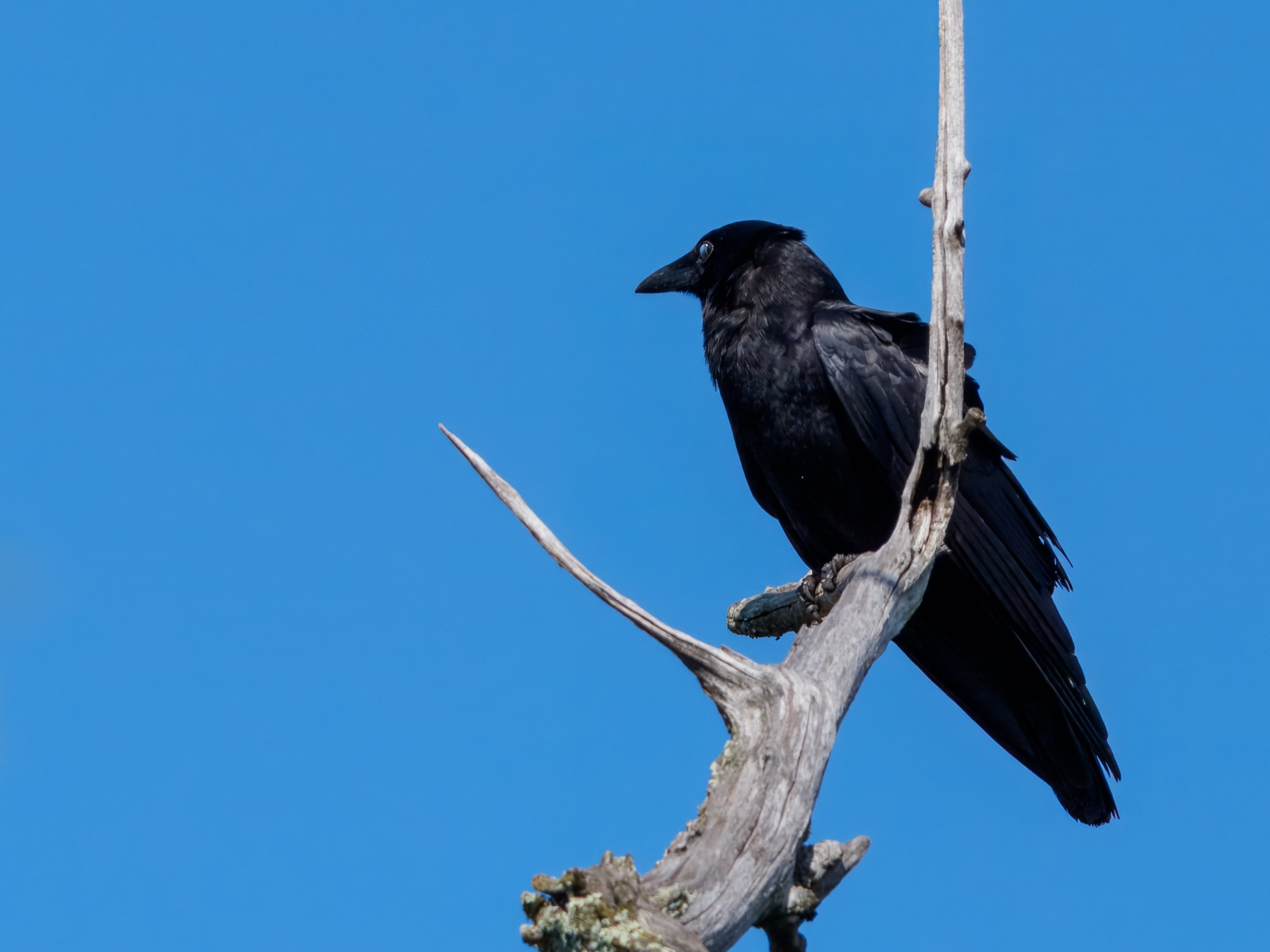American Crow01.jpg