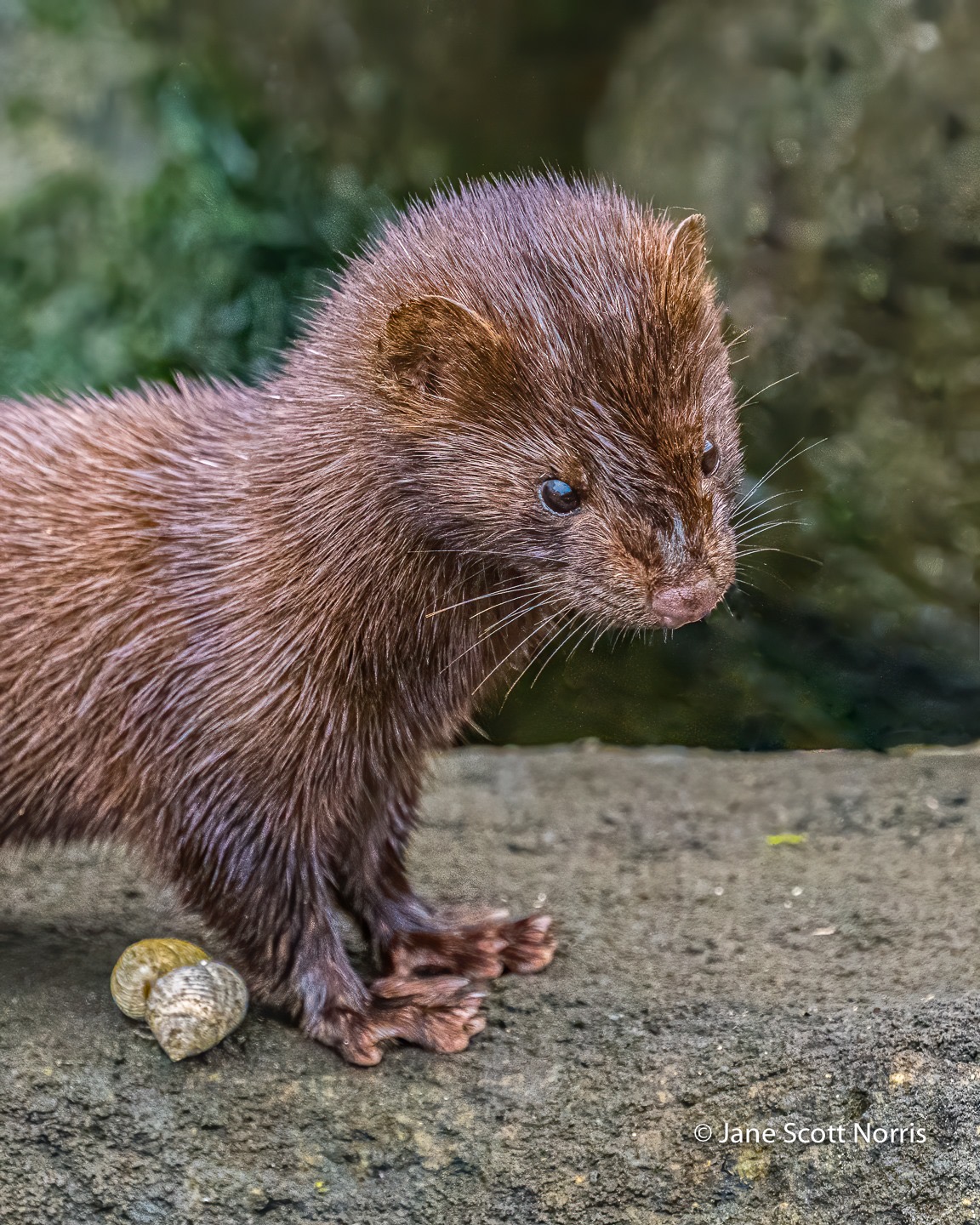 American Mink