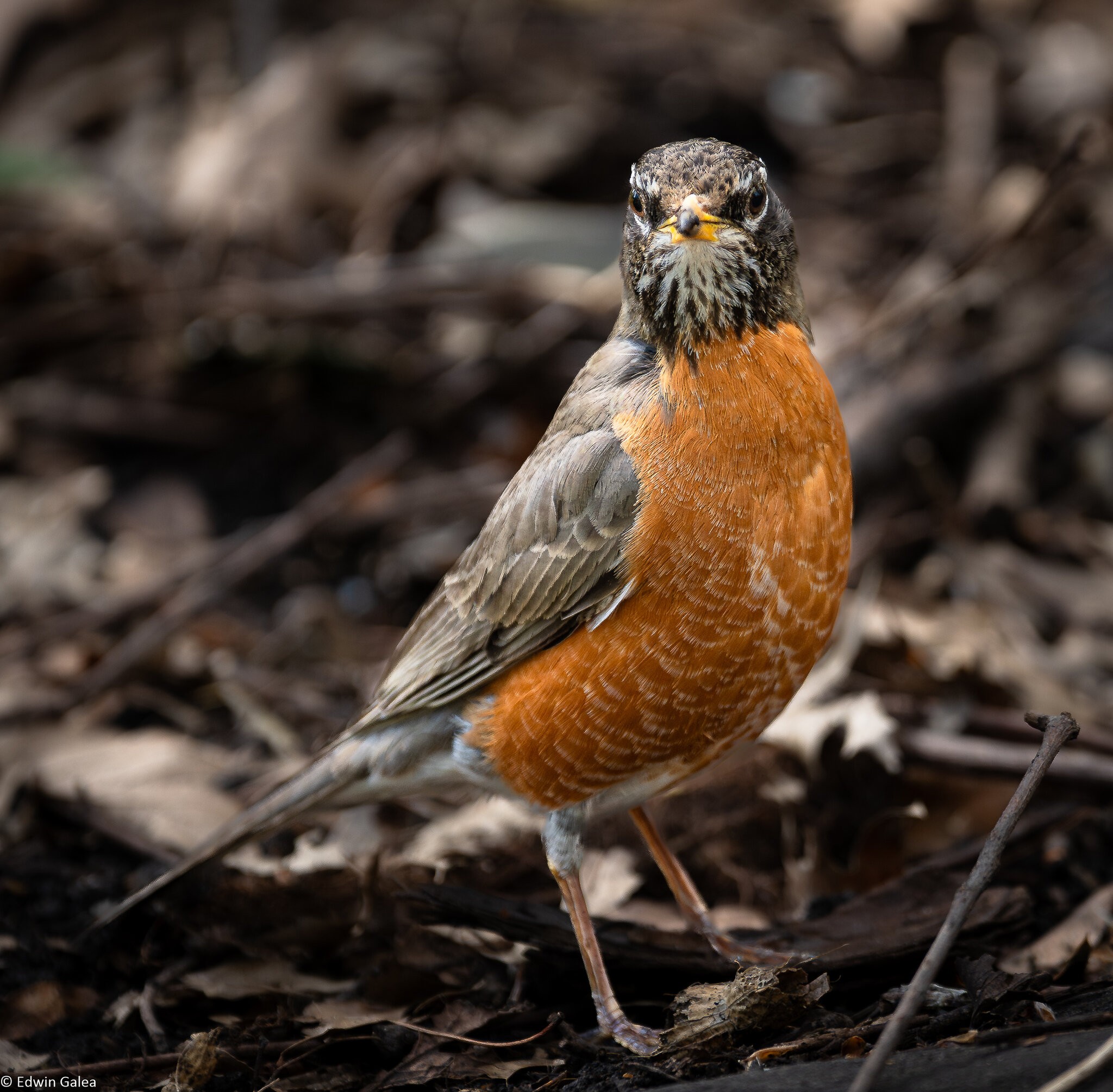 american robin-4.jpg