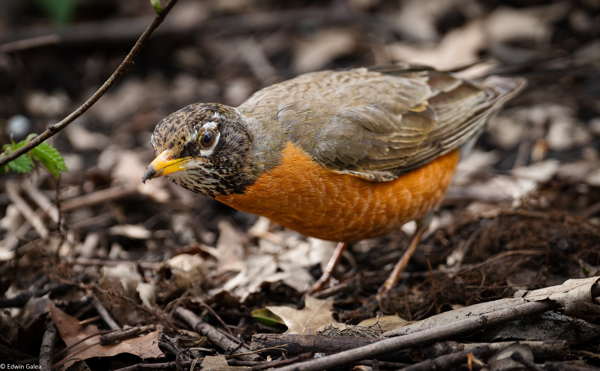 american robin-5.jpg