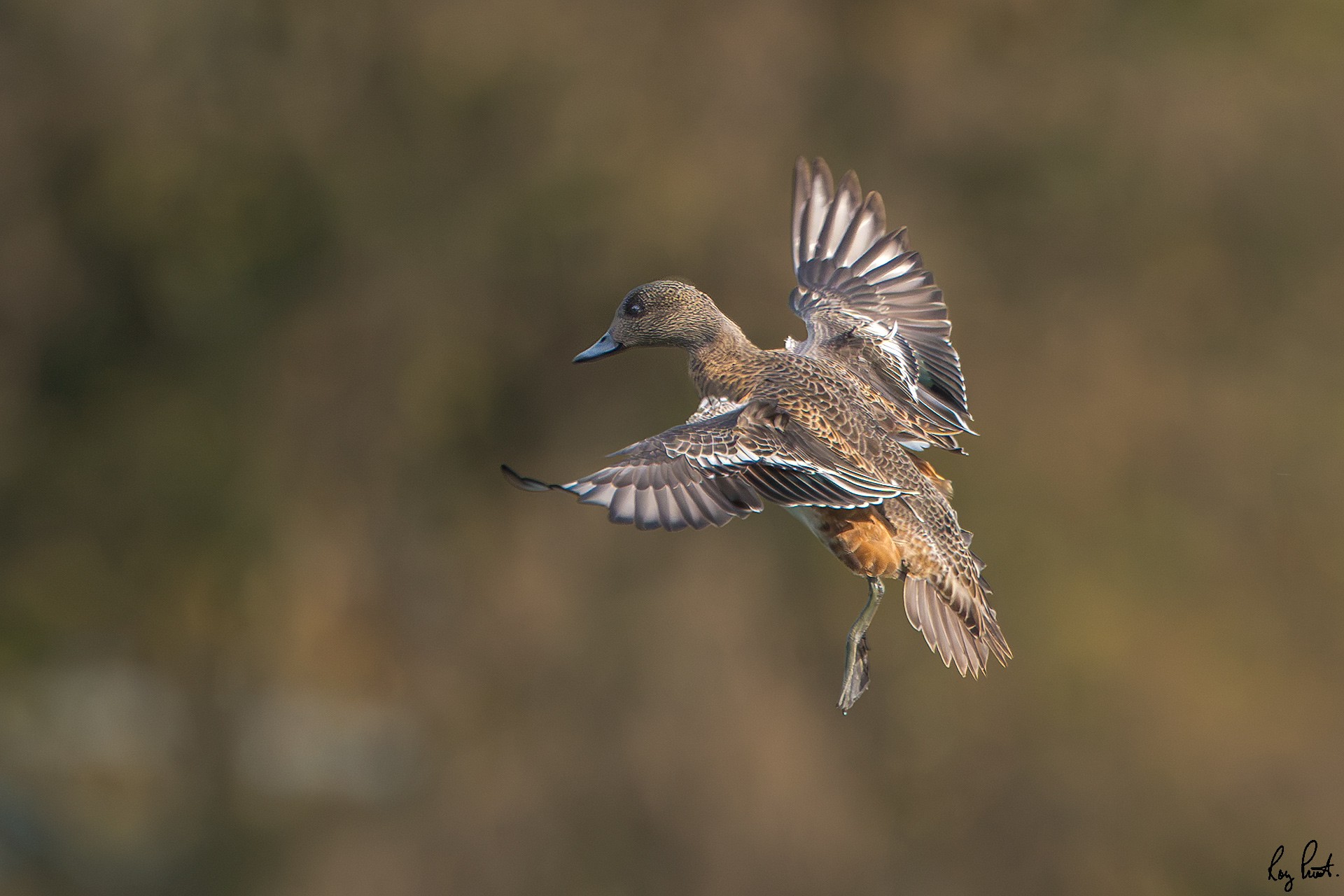 American-Wigeon-120029-Edit.jpg