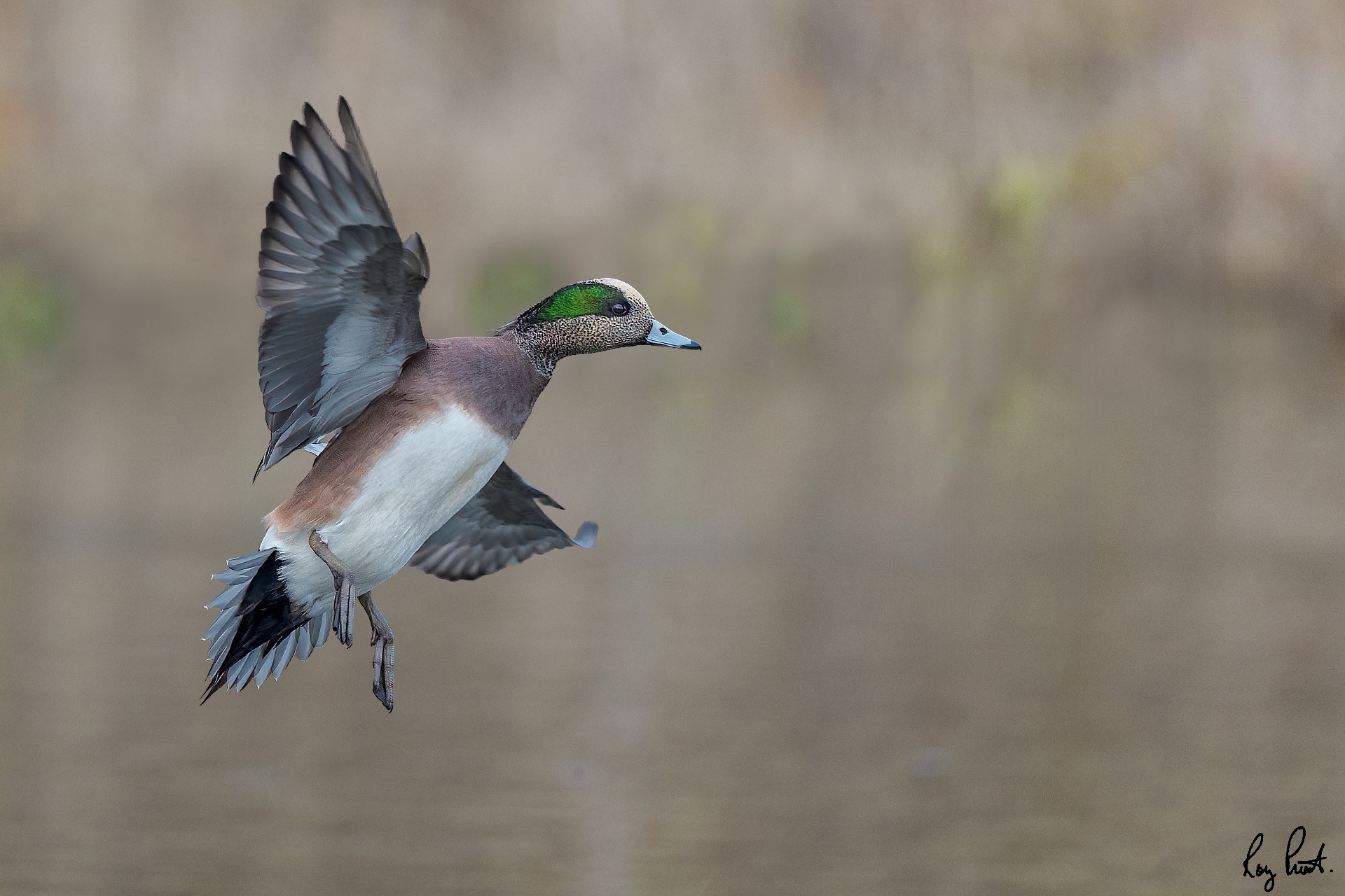 American Wigeon-25772.jpg