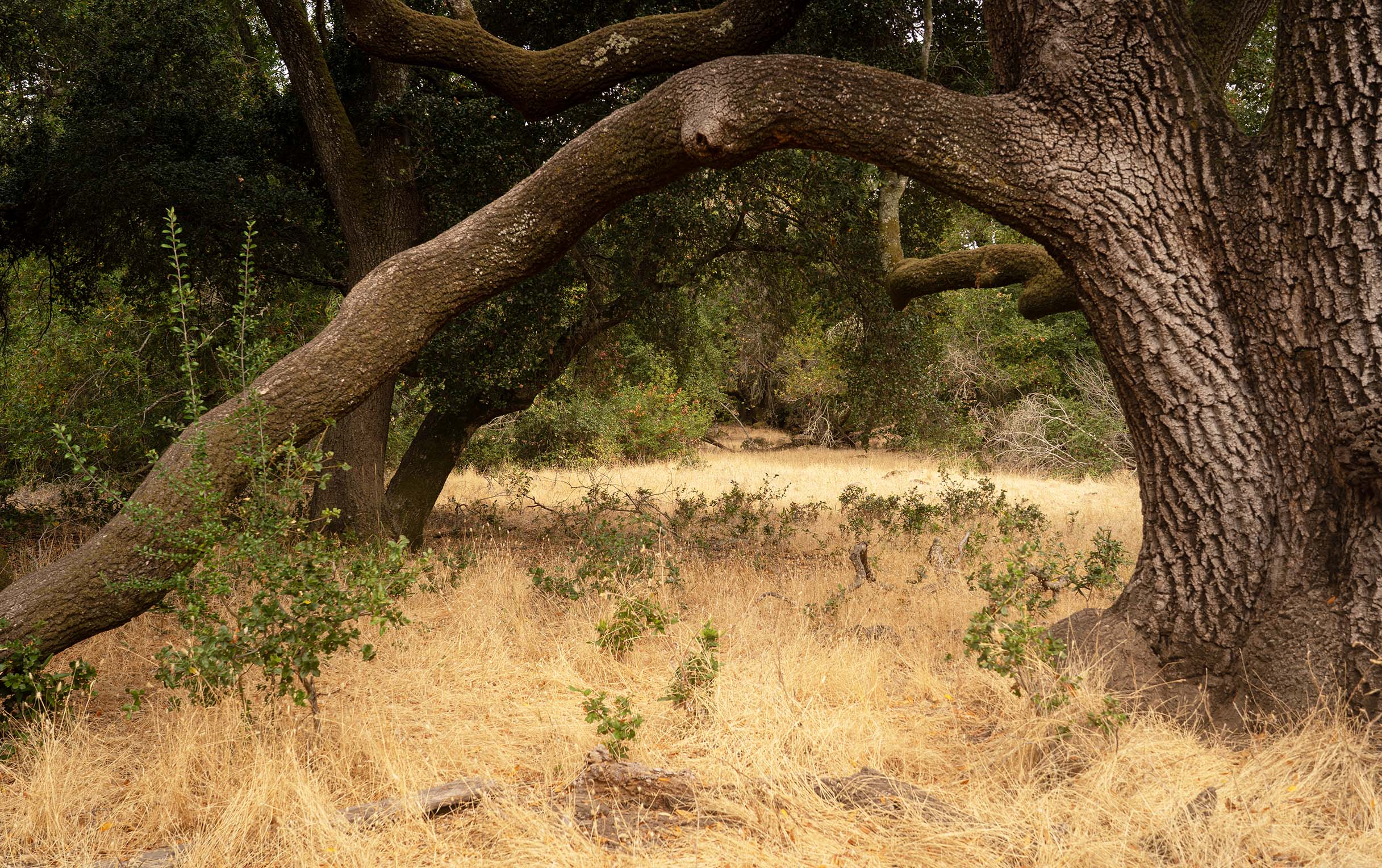 An arch with an old oak tree