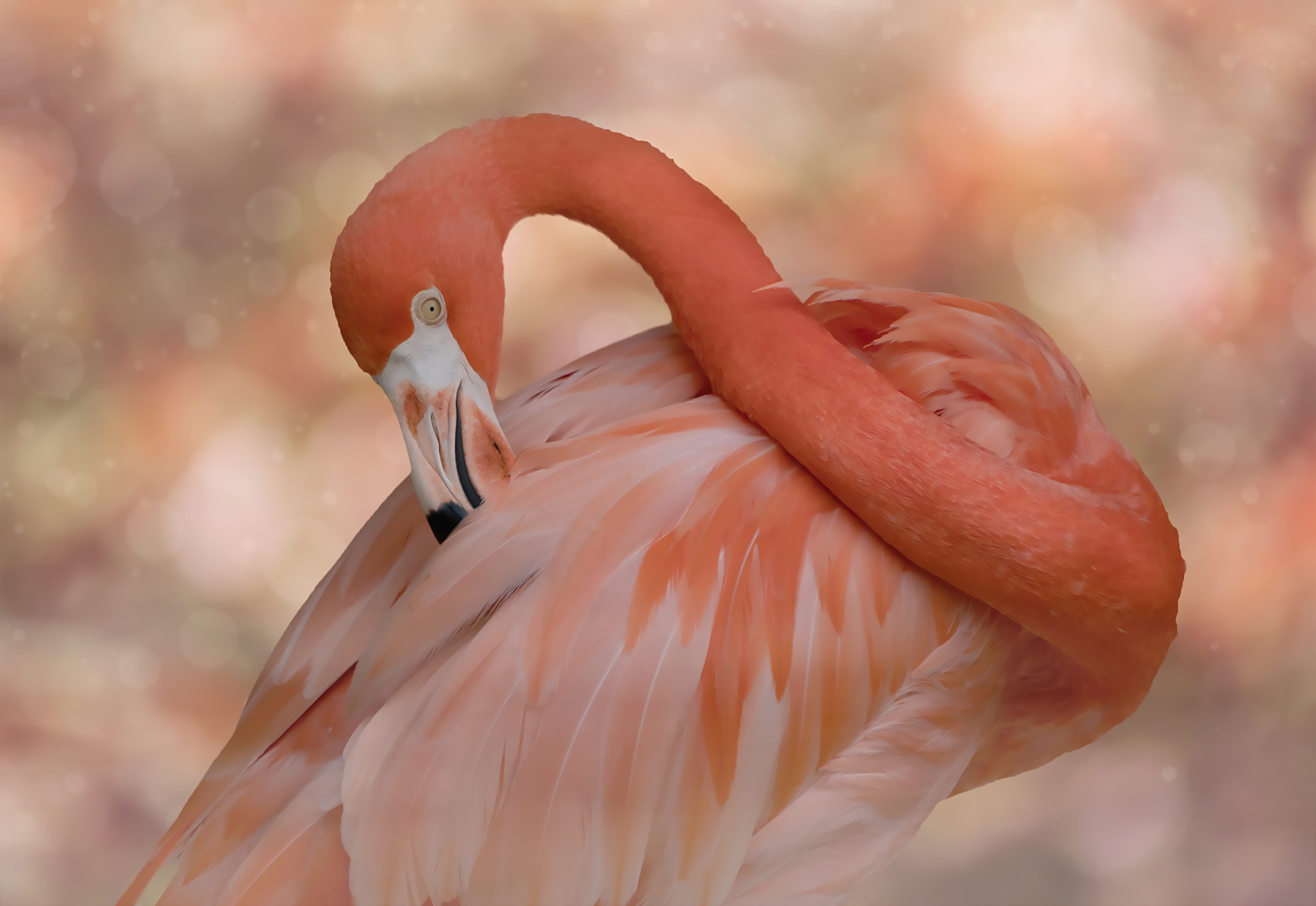 An Elegant Flamingo