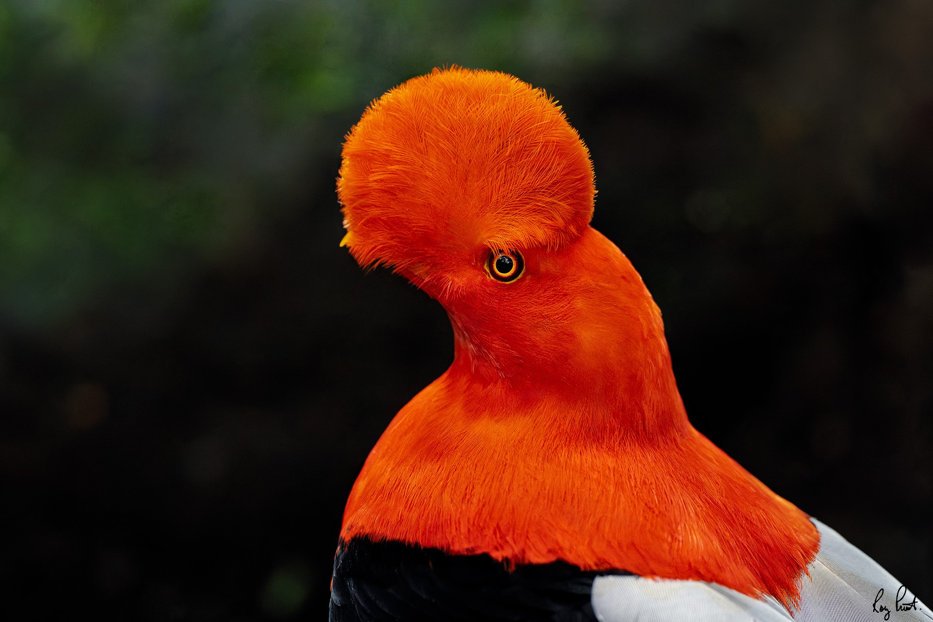 Andean-Cock-of-the-Rock-_DSC7050.jpg