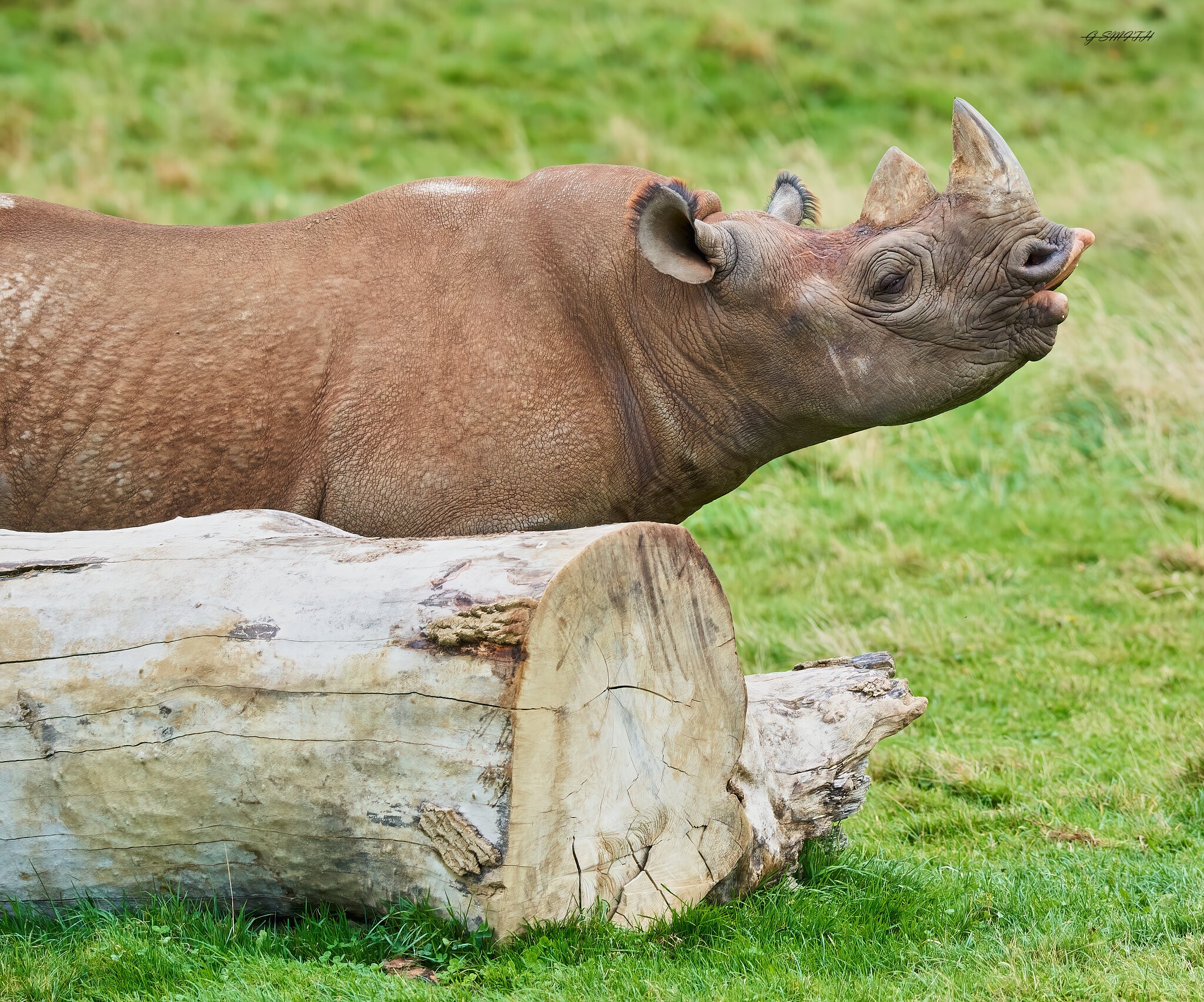 animals 2020 4.jpg