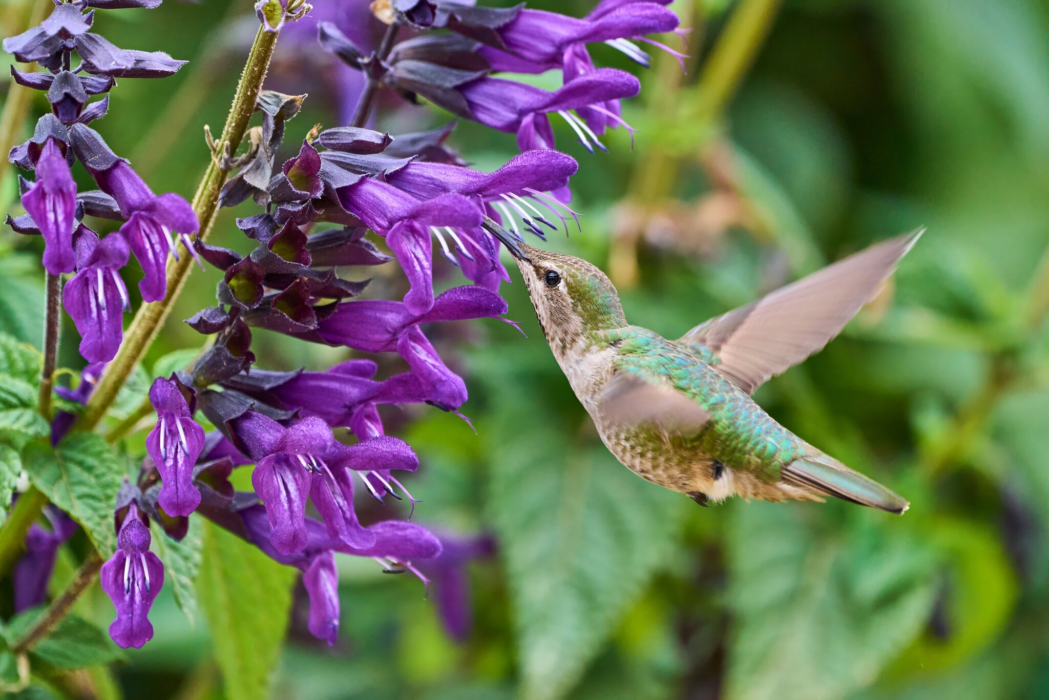 Anna's Hummingbird -South Coast Botanical Gardens - 05162024 - 01- DN.jpg