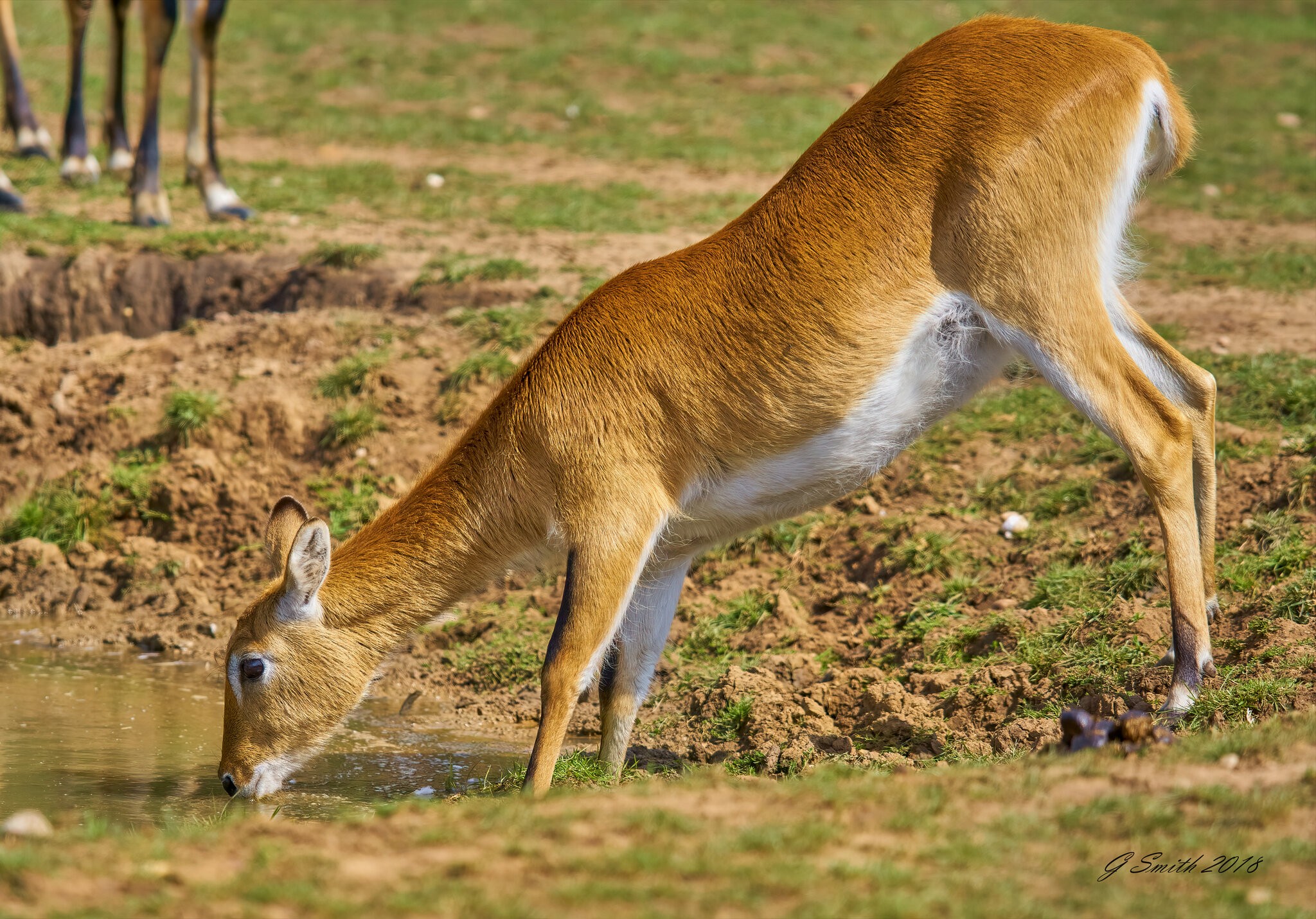 antelope 2018.jpg