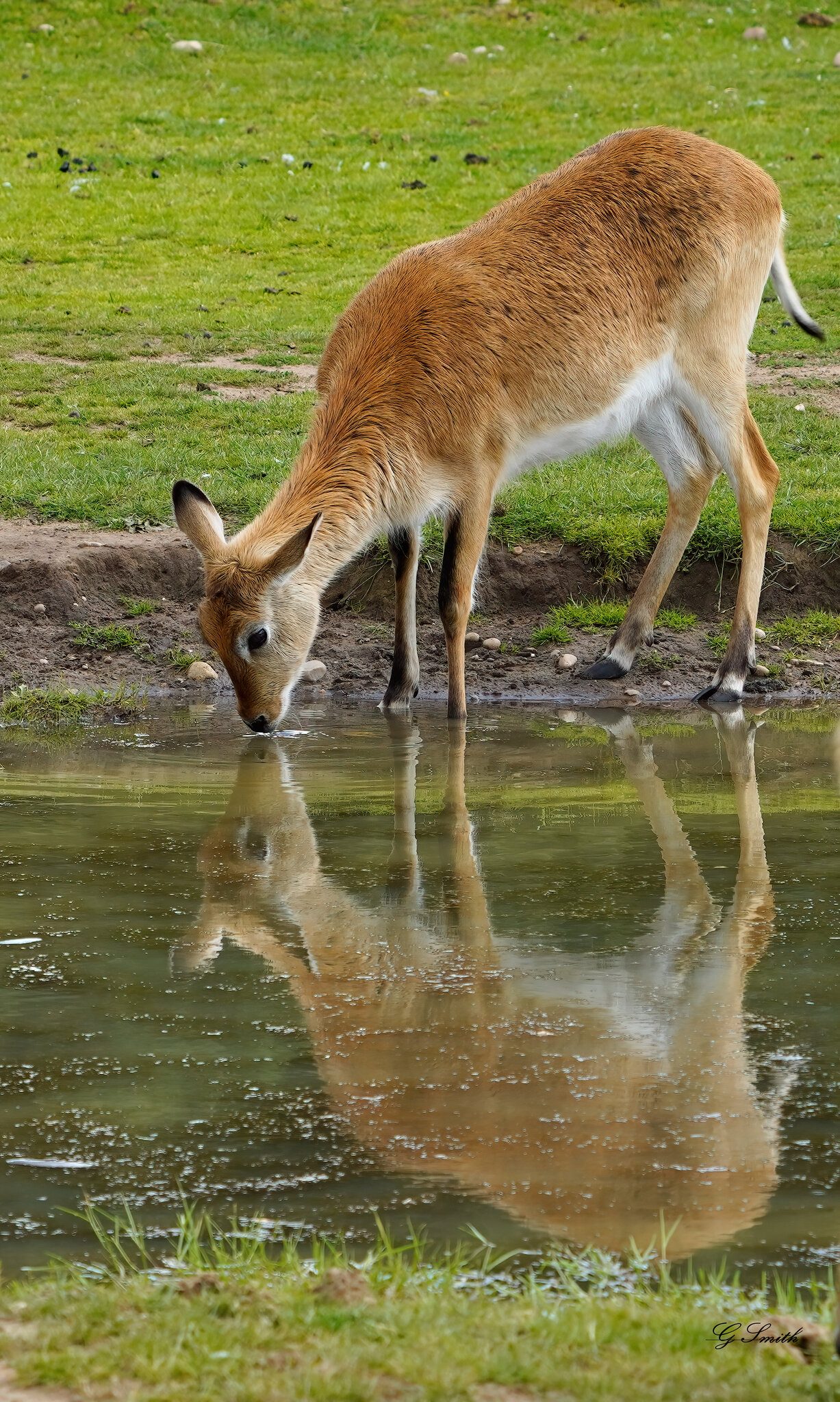 antelope.jpg