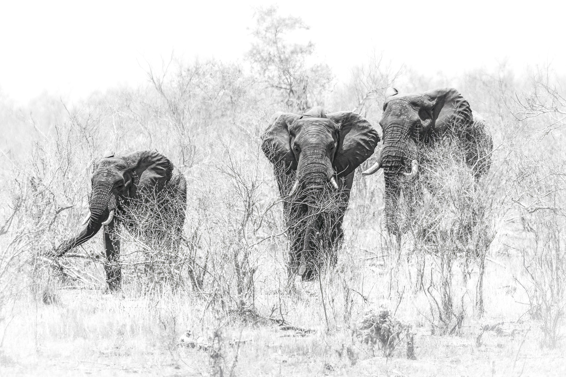 Arrival of the bulls.JPG