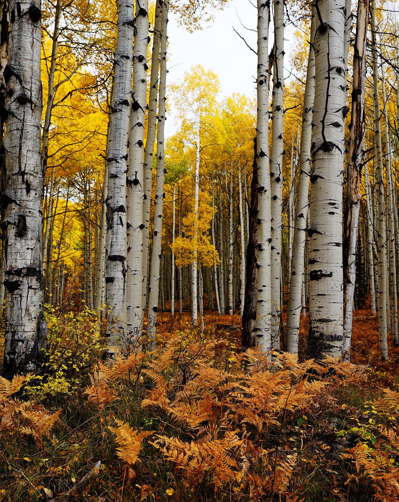 Aspen Ferns