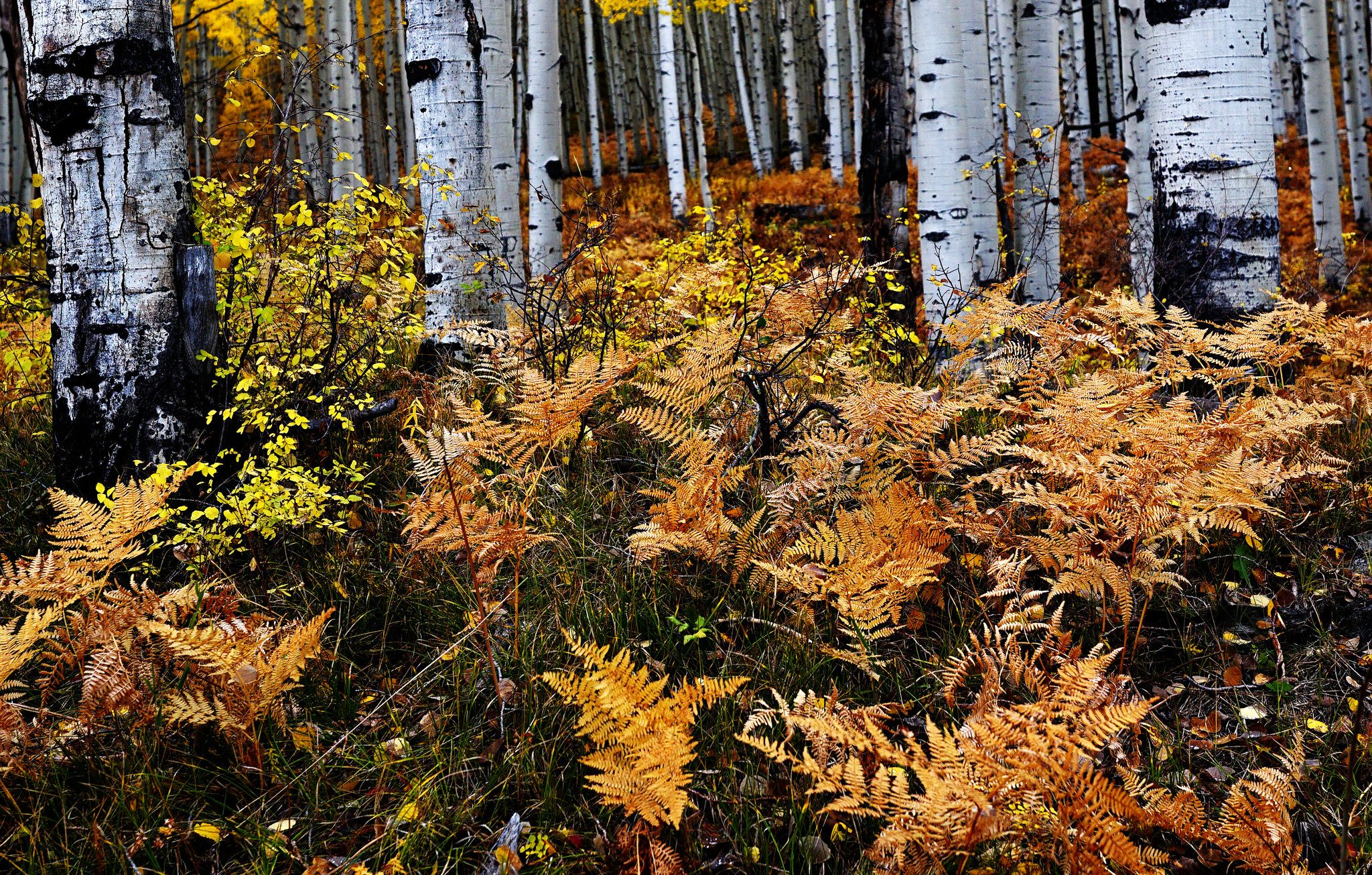 Aspen Ground Cover