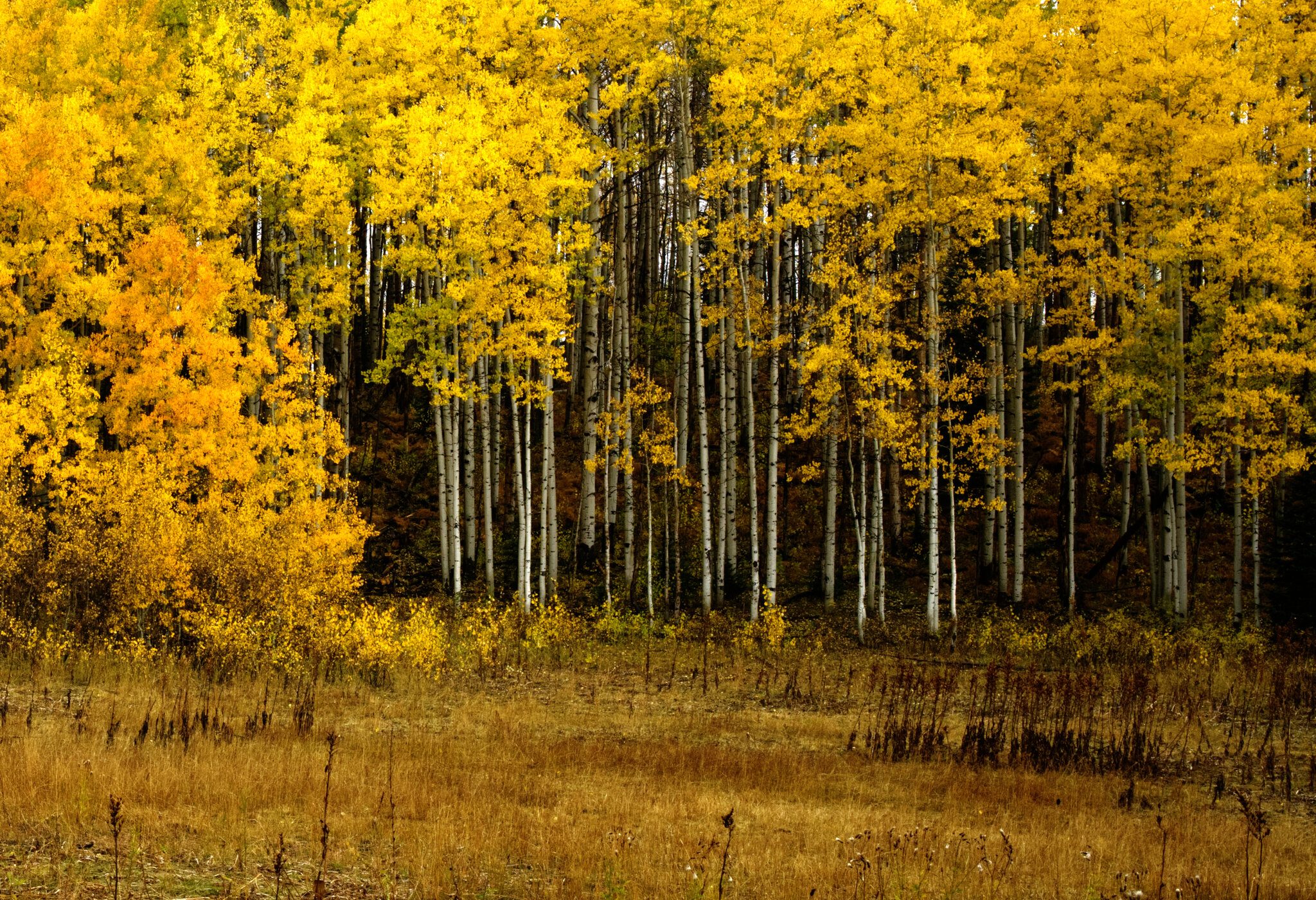 Aspen Grove