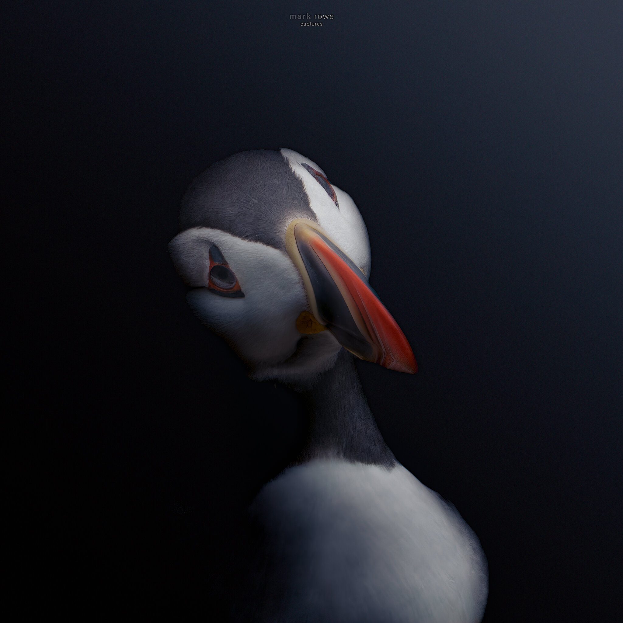 Atlantic puffin Portrait