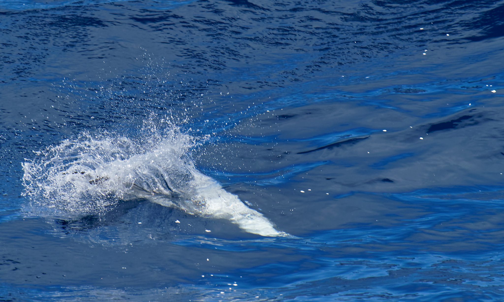 Australasian Gannet diving juv 1.jpg