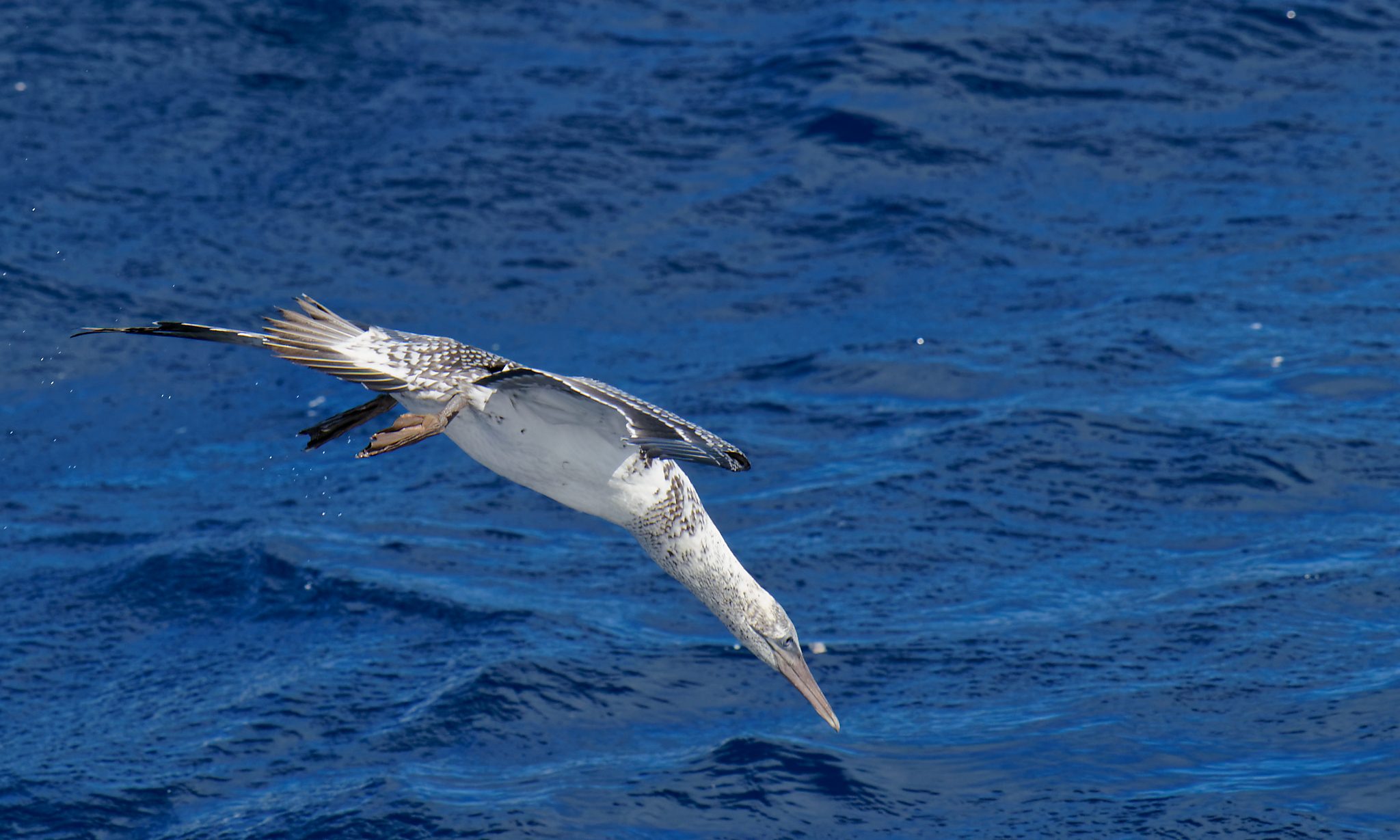 Australasian Gannet diving juv 3.jpg