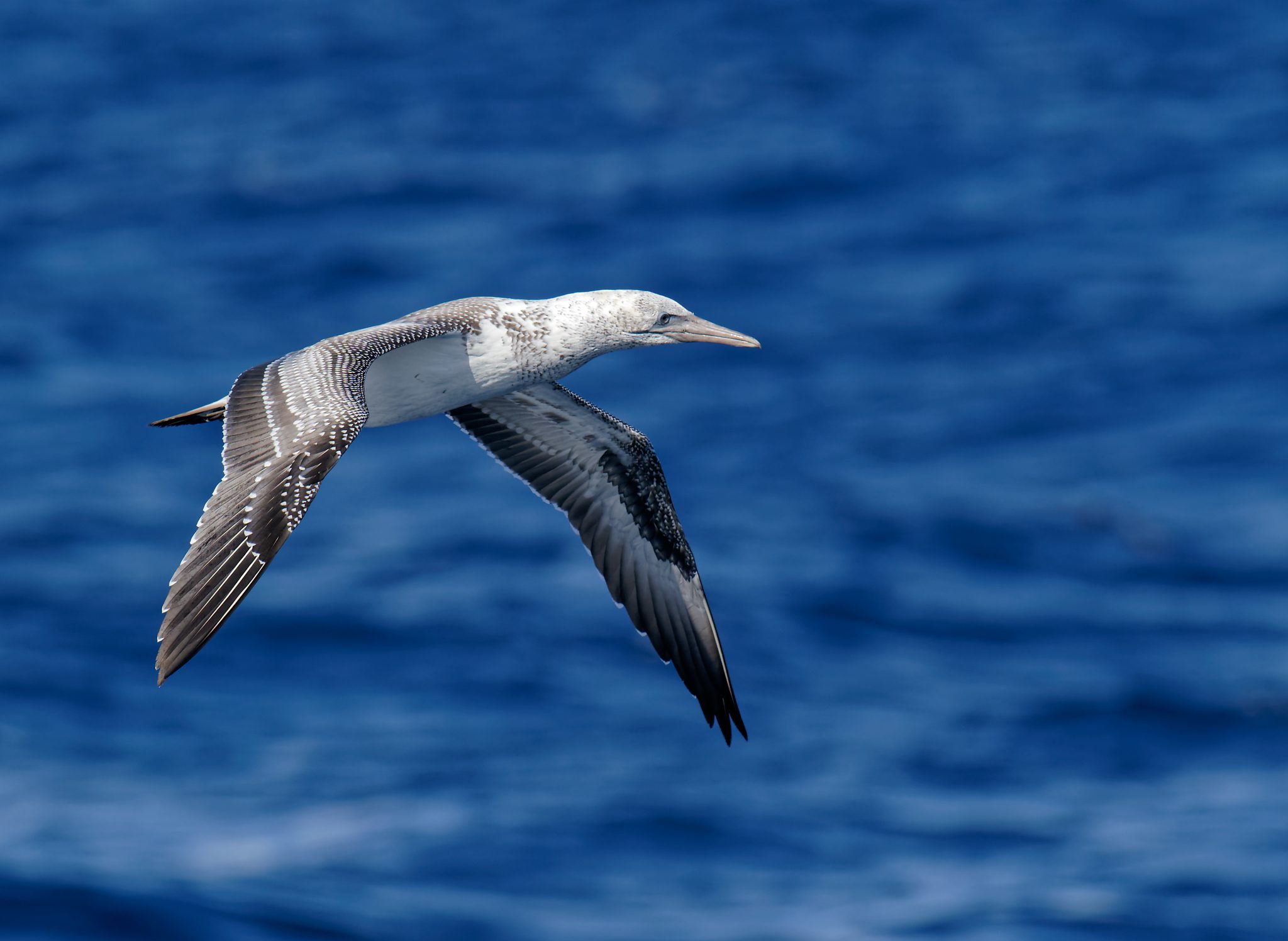 Australasian Gannet IF IMM (9).jpg