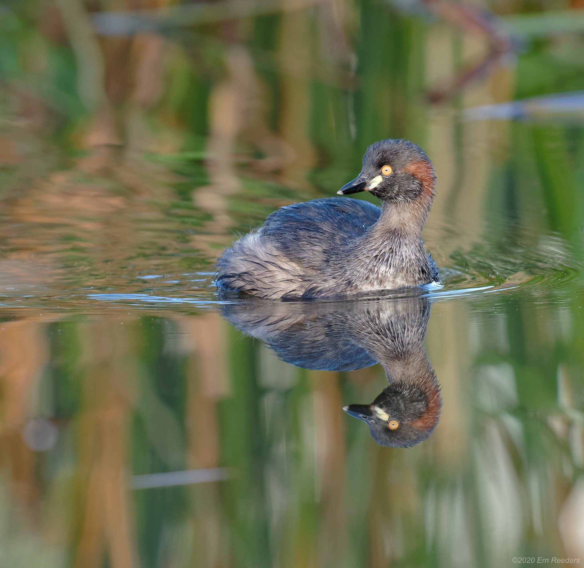 Australasian Grebe (1).jpg