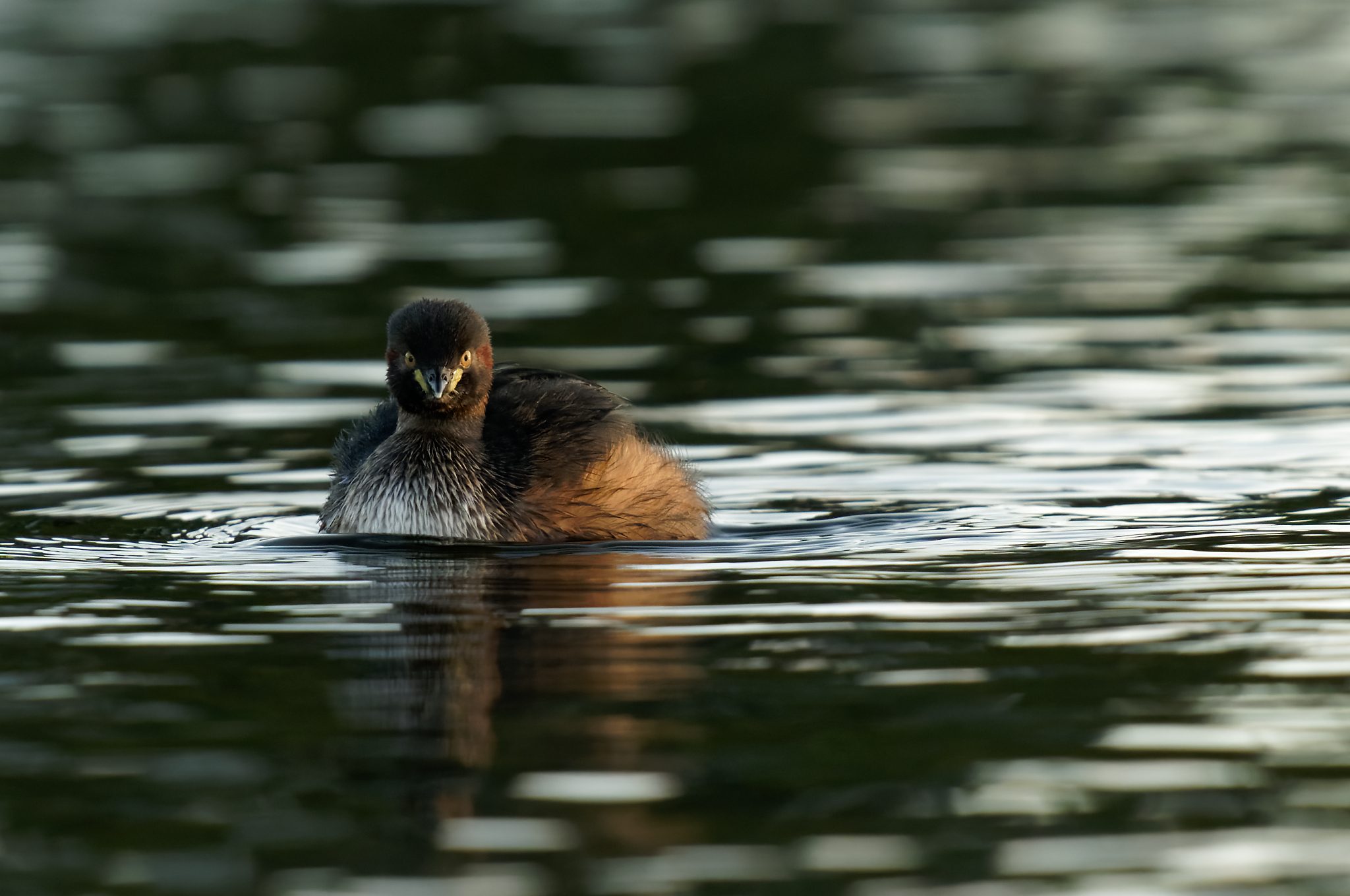 Australasian Grebe (10).jpg