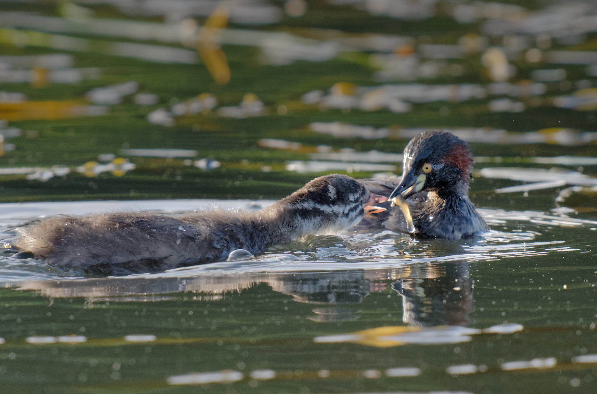 Australasian Grebe and chick (6).jpg